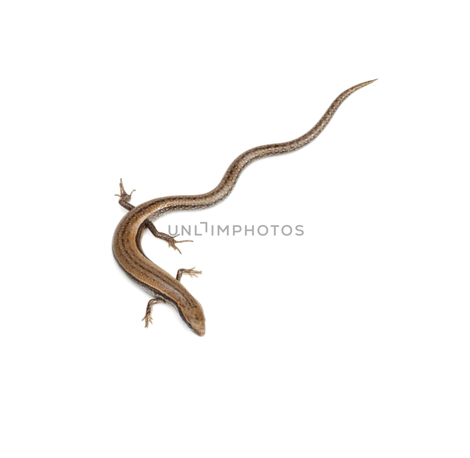 lizard on a white background