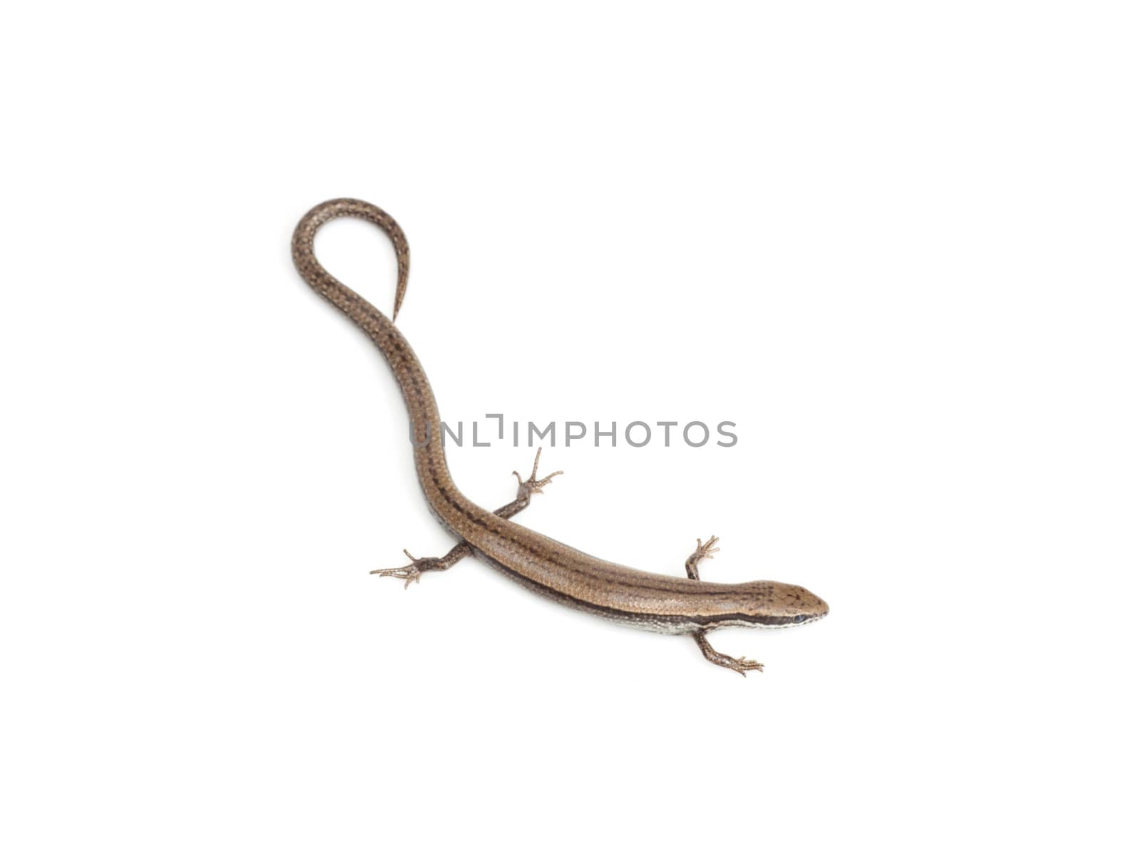 One small lizard on a white background  by schankz