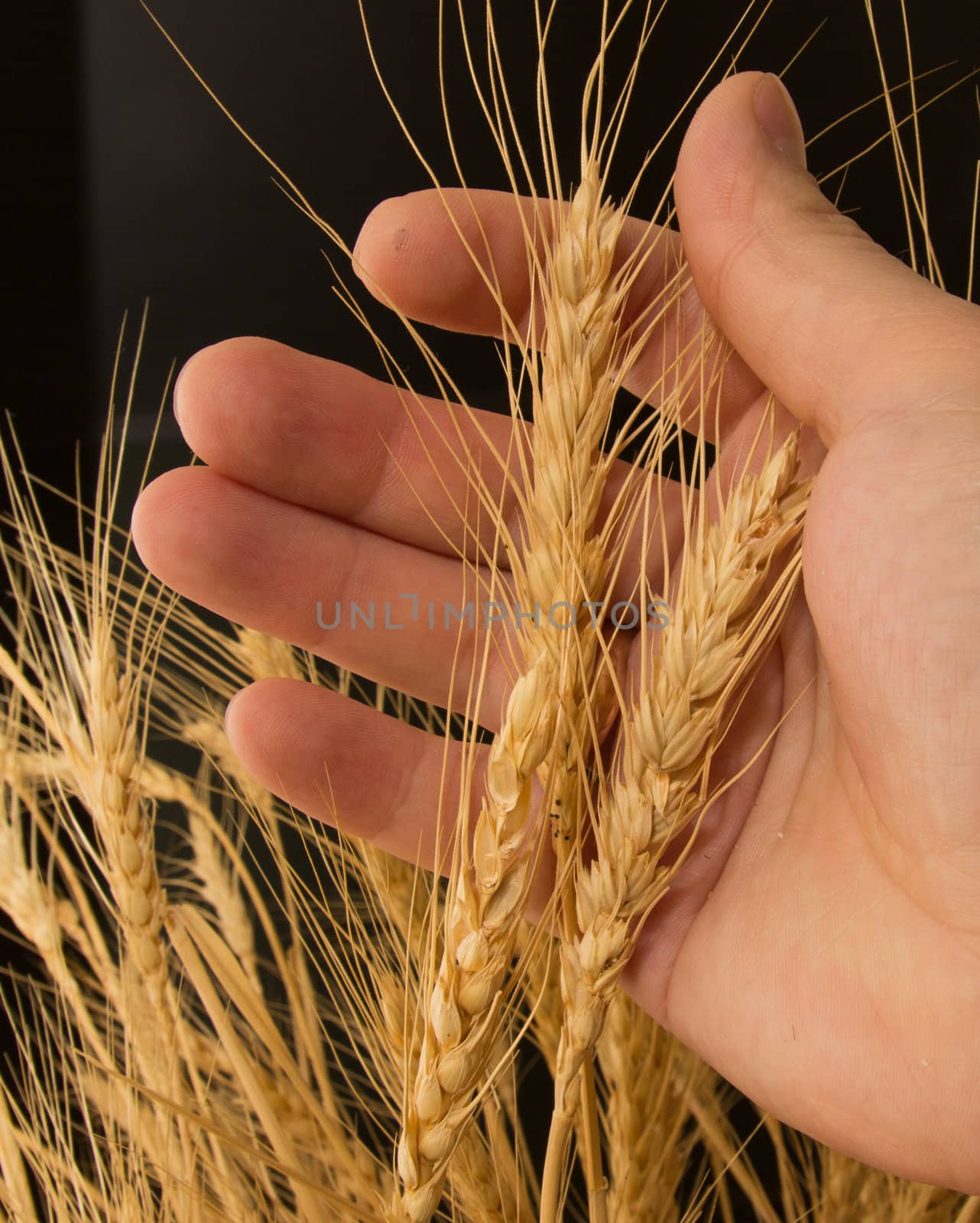 Wheat in a hand on a black background