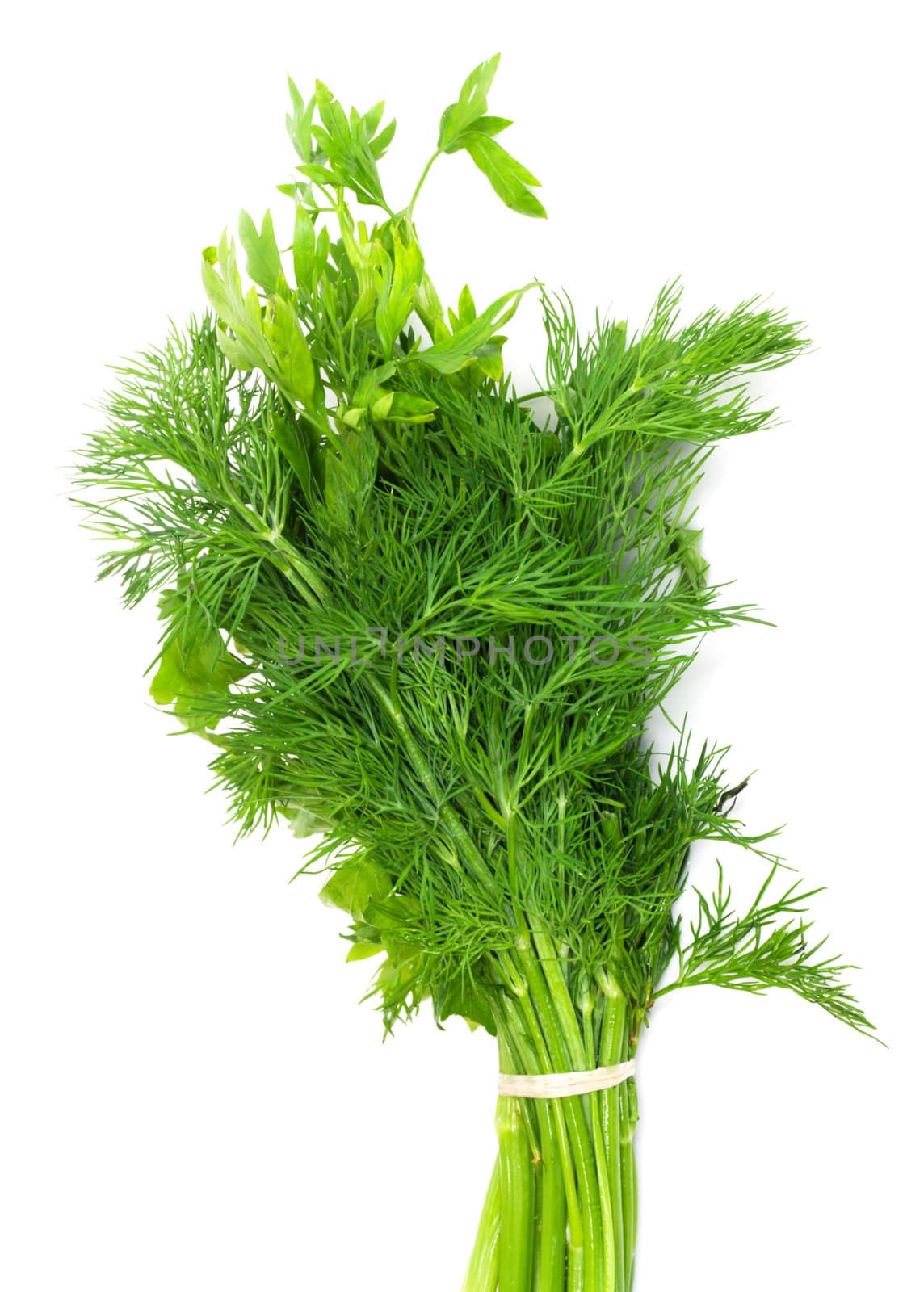 Dill and parsley isolated on a white background  by schankz