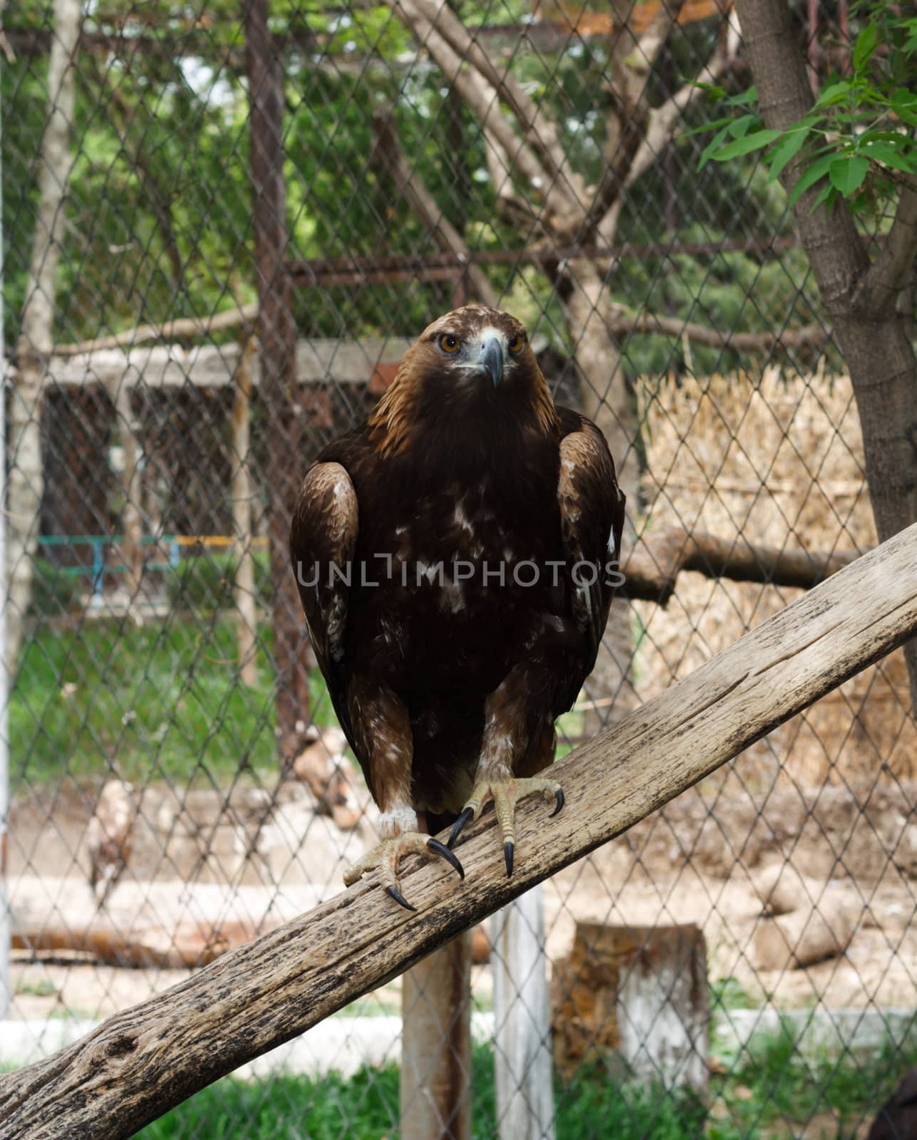 Tawny Eagle  by schankz