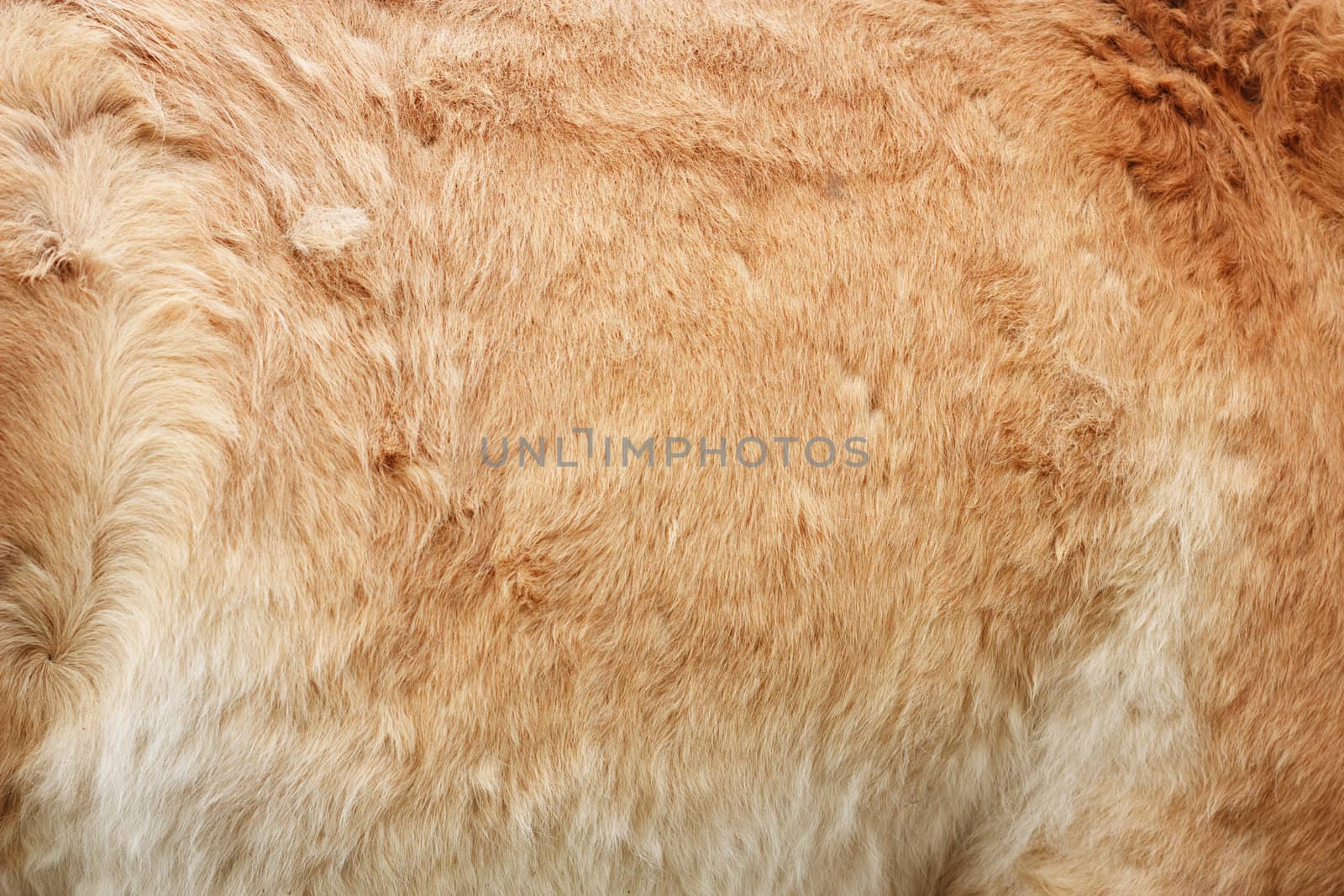 Furry skin of brown horse abstract background