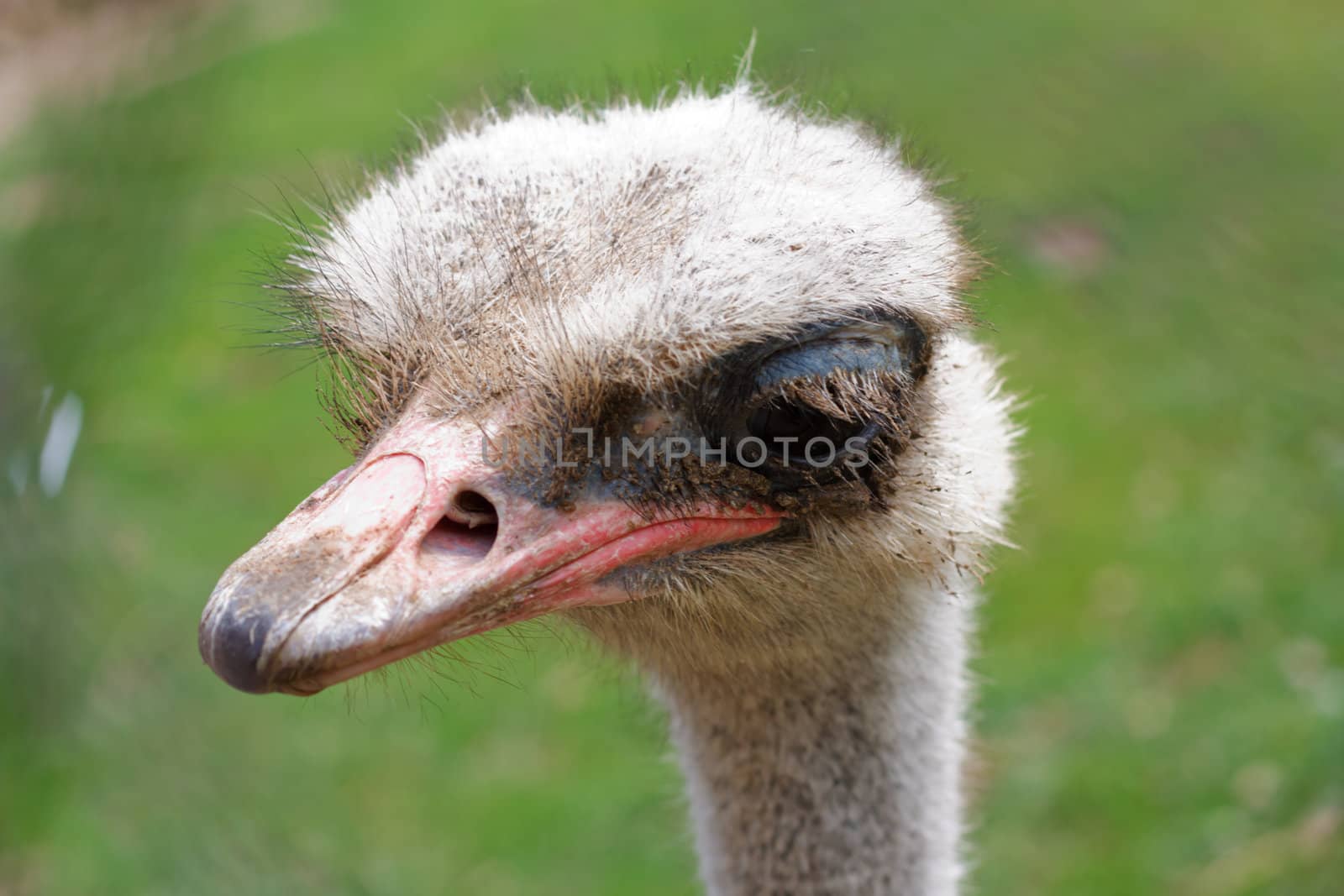 Ostrich head side view over blur green sunny background by schankz