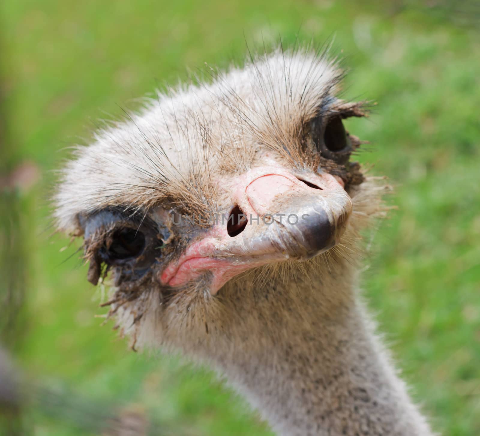 Ostrich head side view over blur green sunny background by schankz