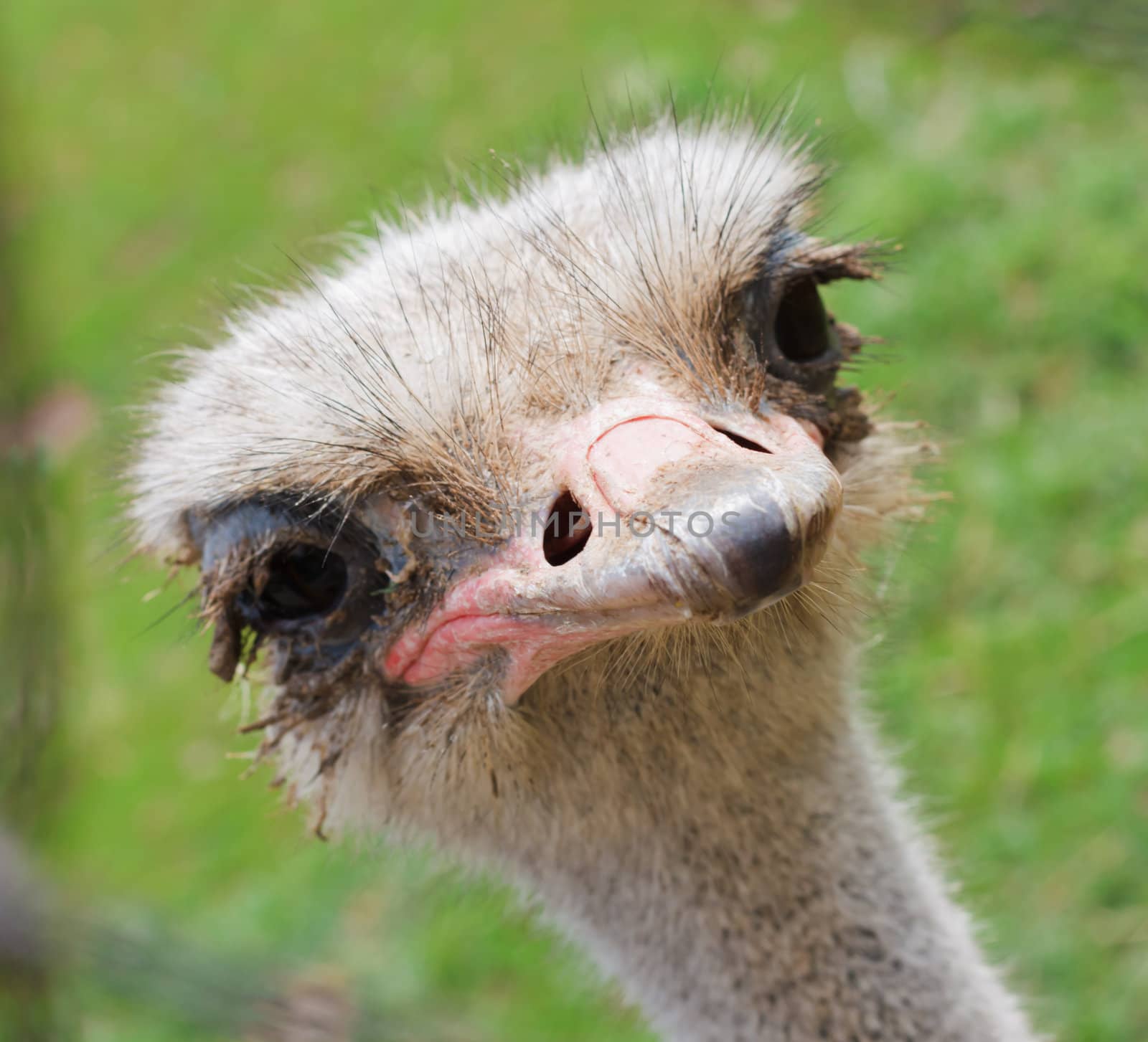 Ostrich head side view over blur green sunny background