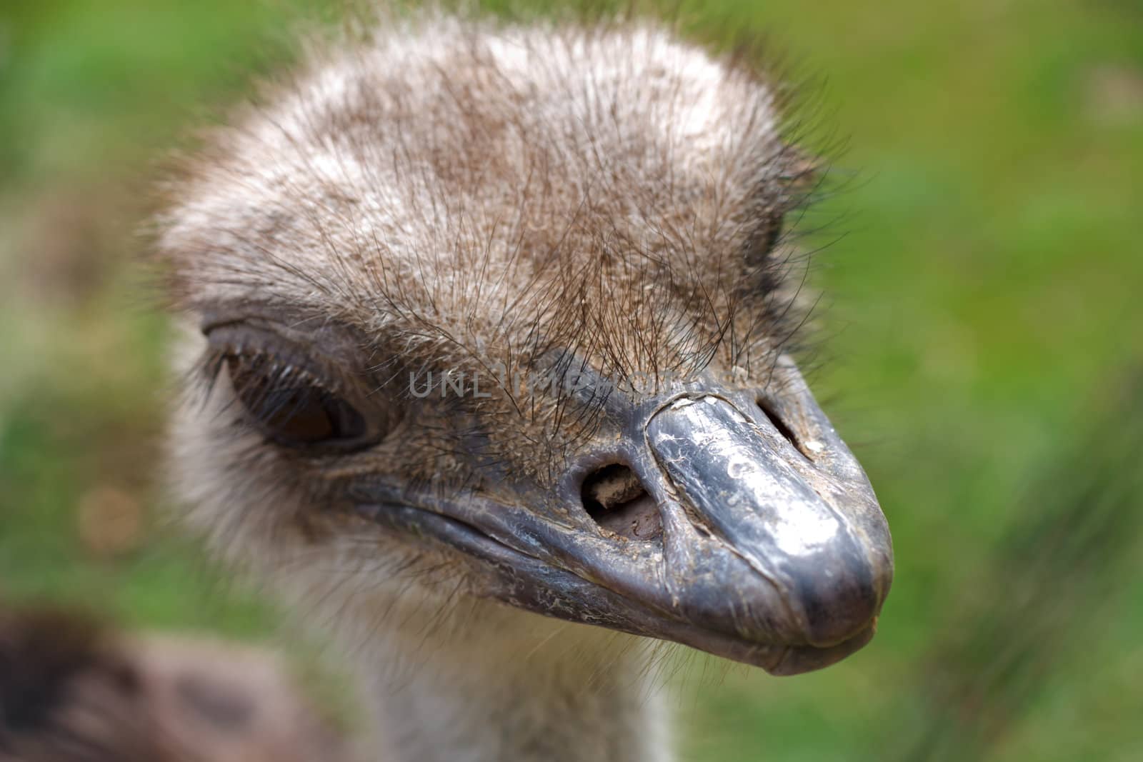 Ostrich head side view over blur green sunny background	

