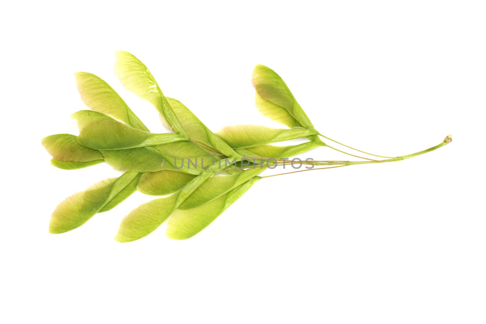 Close-up of fresh green maple seeds on white background 