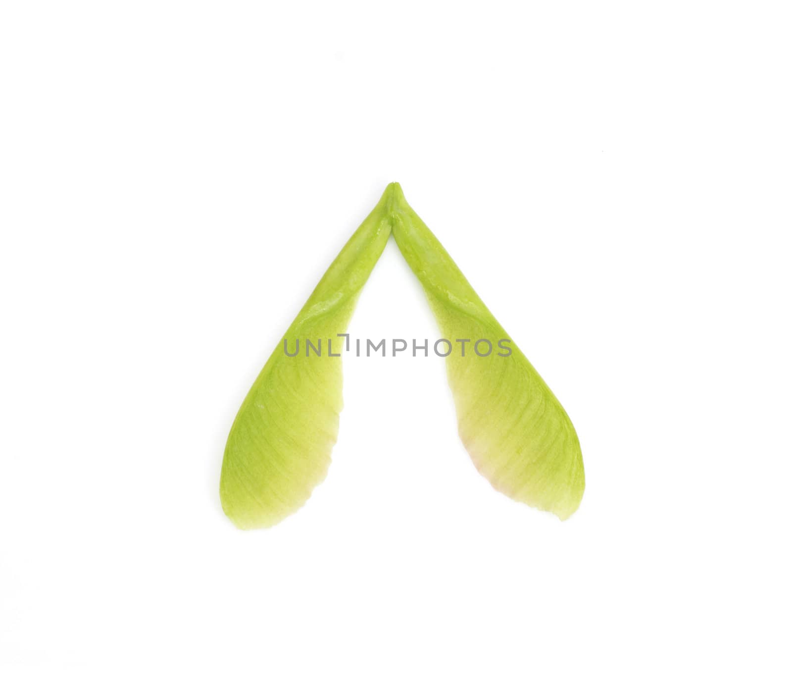 Close-up of fresh green maple seeds on white background 