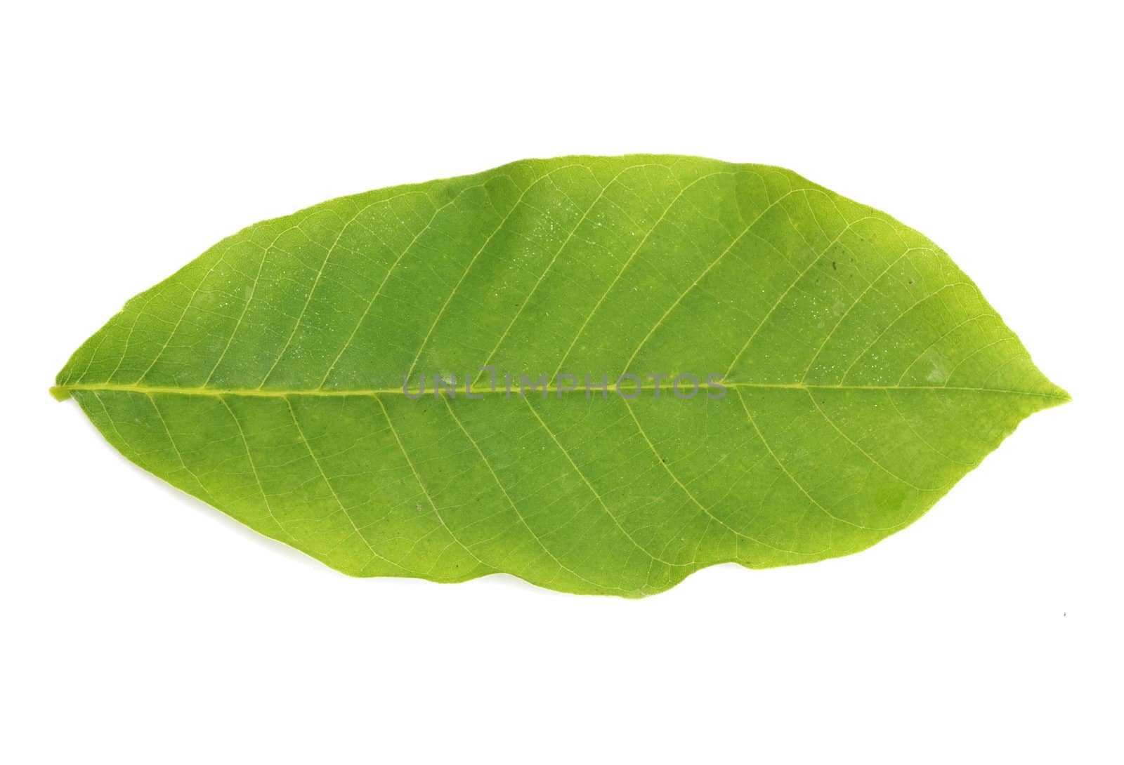 walnut leaf isolated on white 