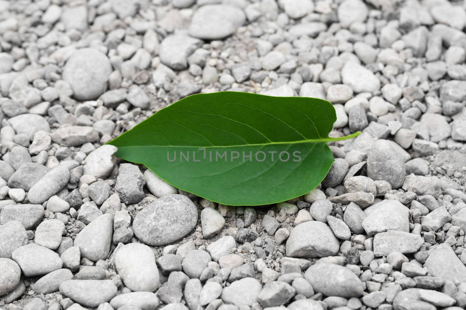 green leaf from a tree on the rocks