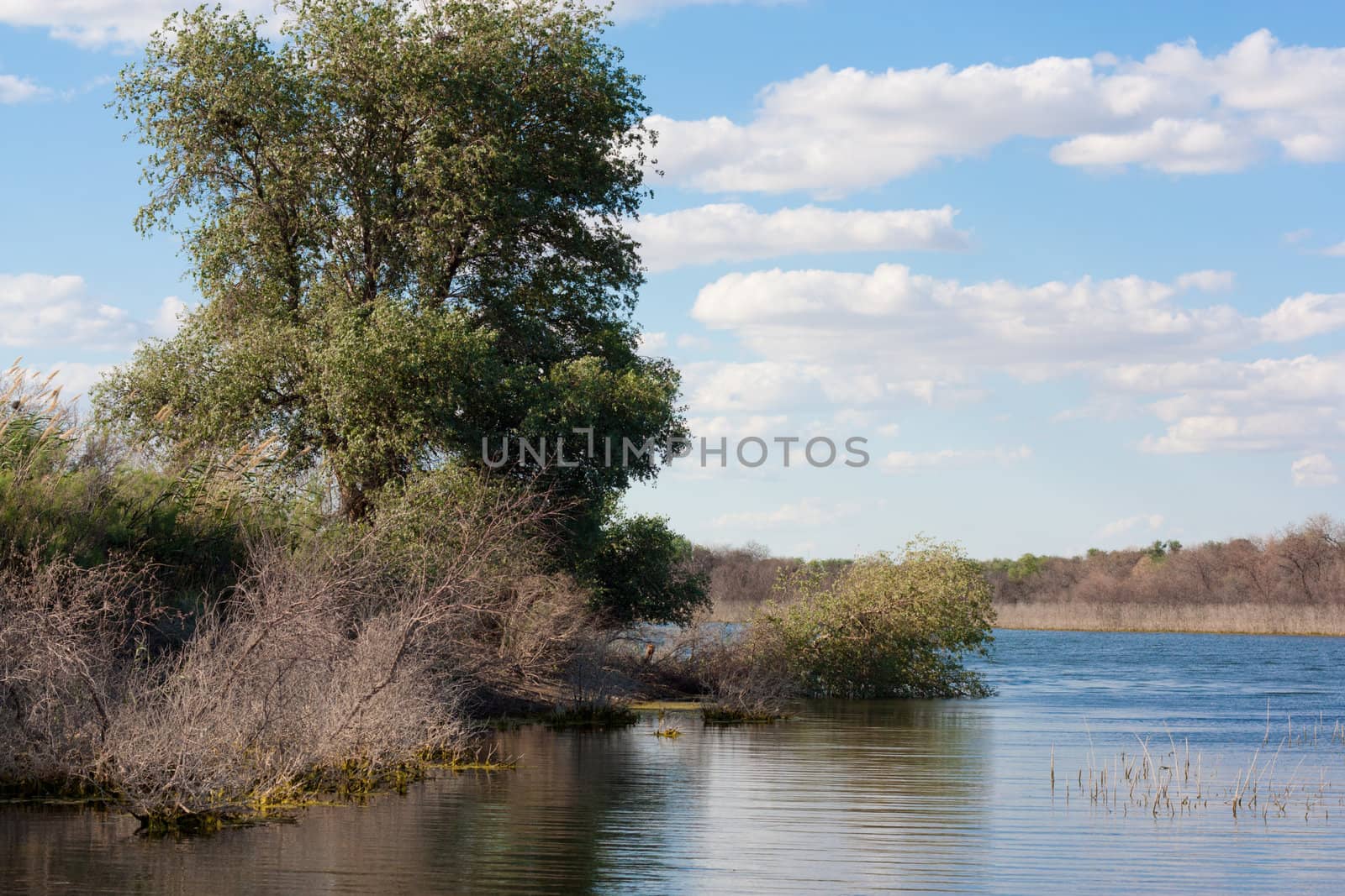 Riverside grass blowing on Syr Darya river, Kazakhstan 