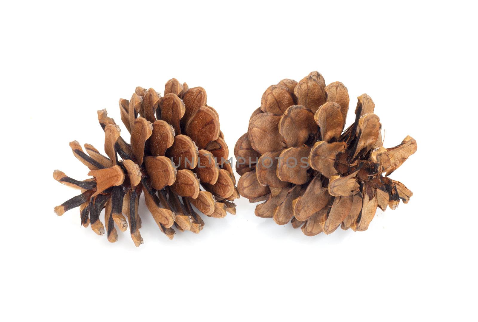 Two pine cones isolated on white with clipping path  by schankz
