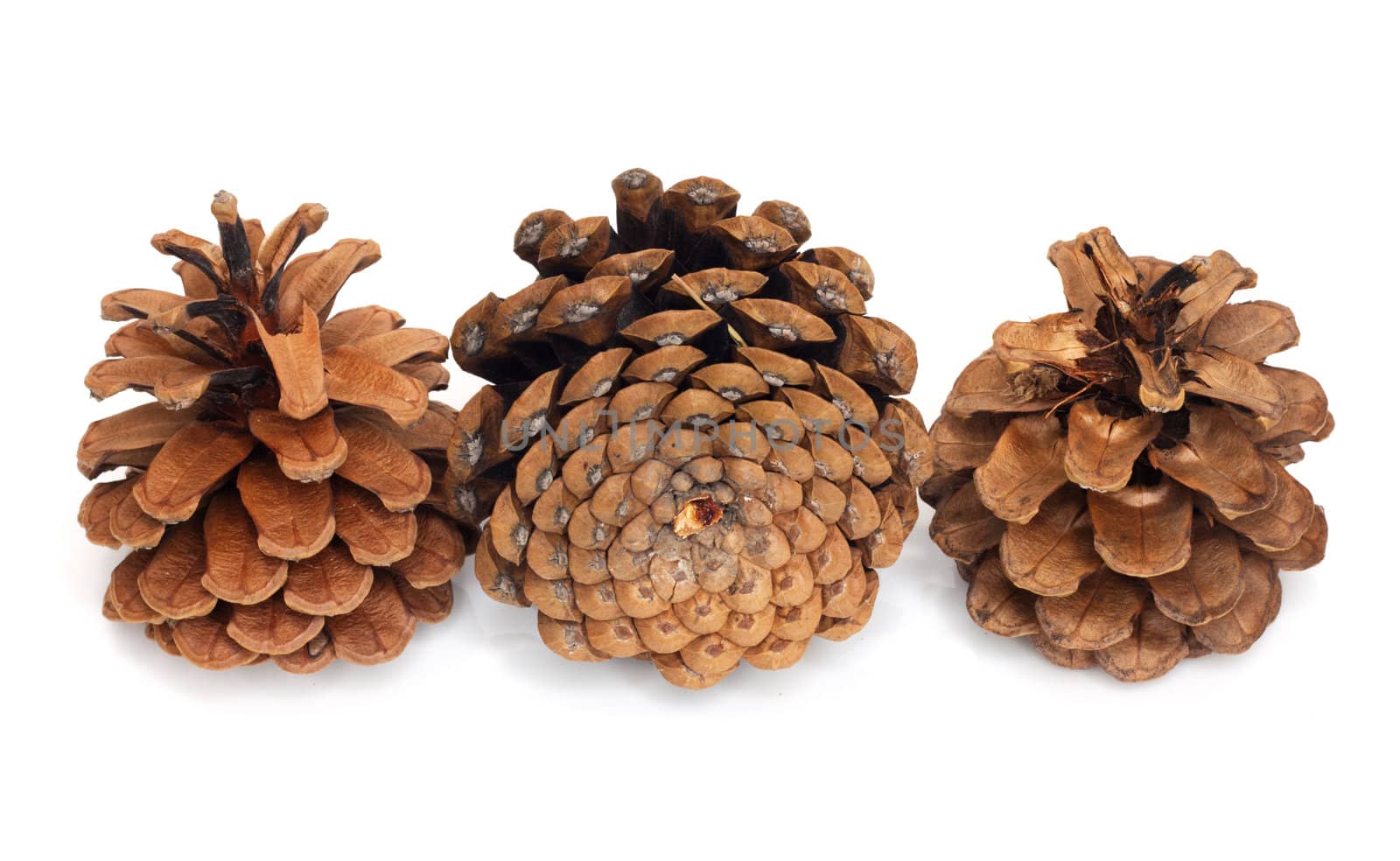 three pine cone with white background 