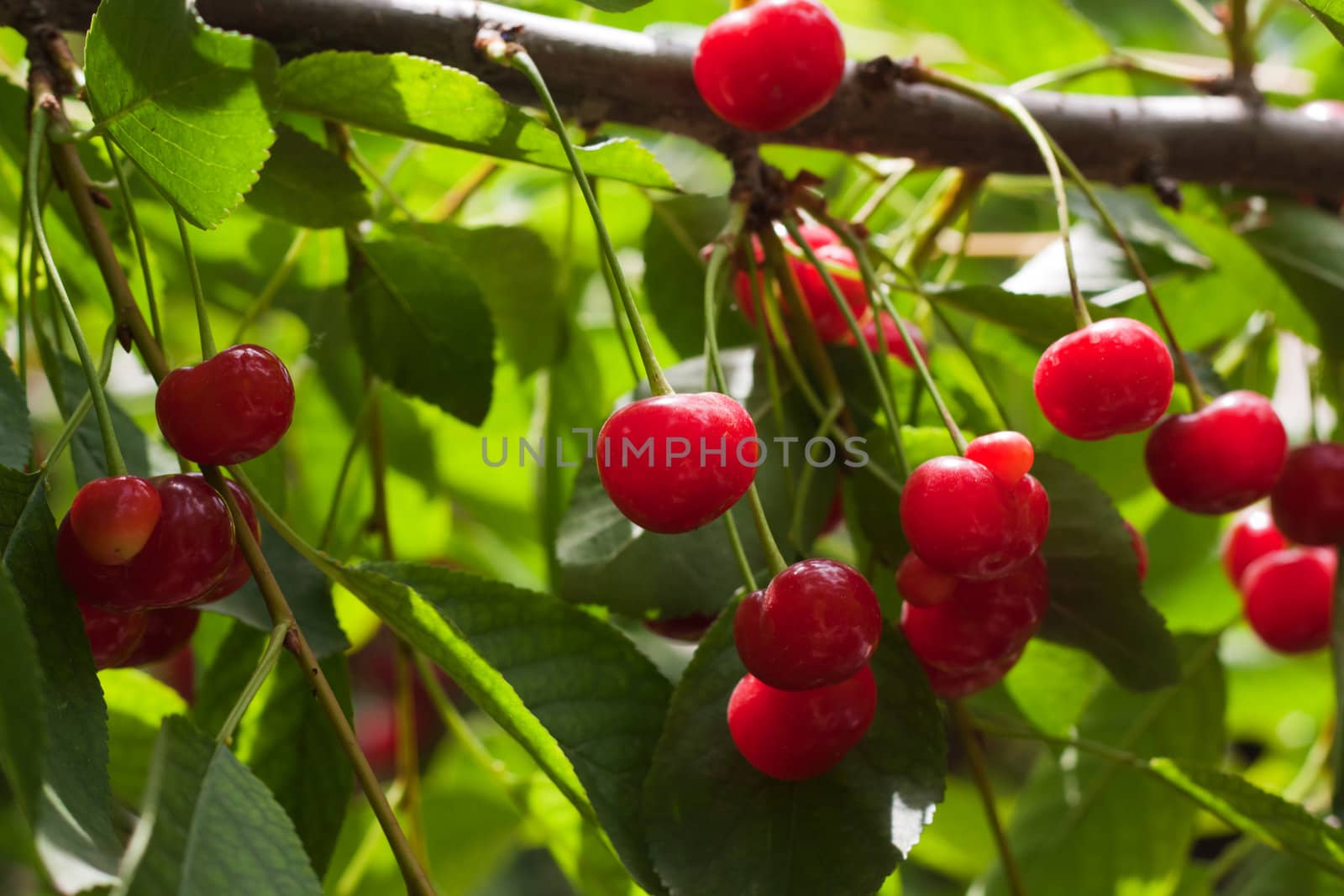 red cherries on the tree by schankz