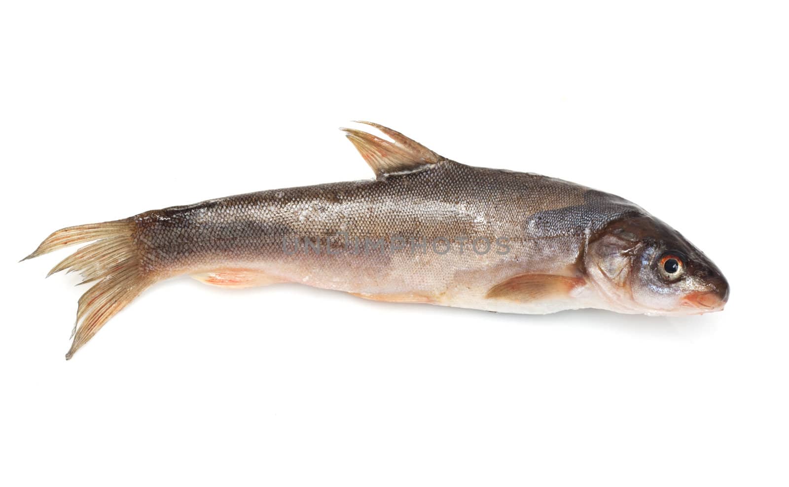 Schizothorax - fish from Central Asia