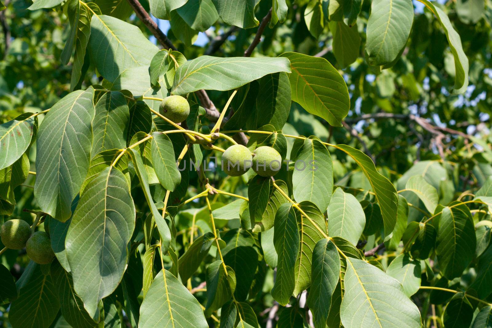 Green walnuts by schankz