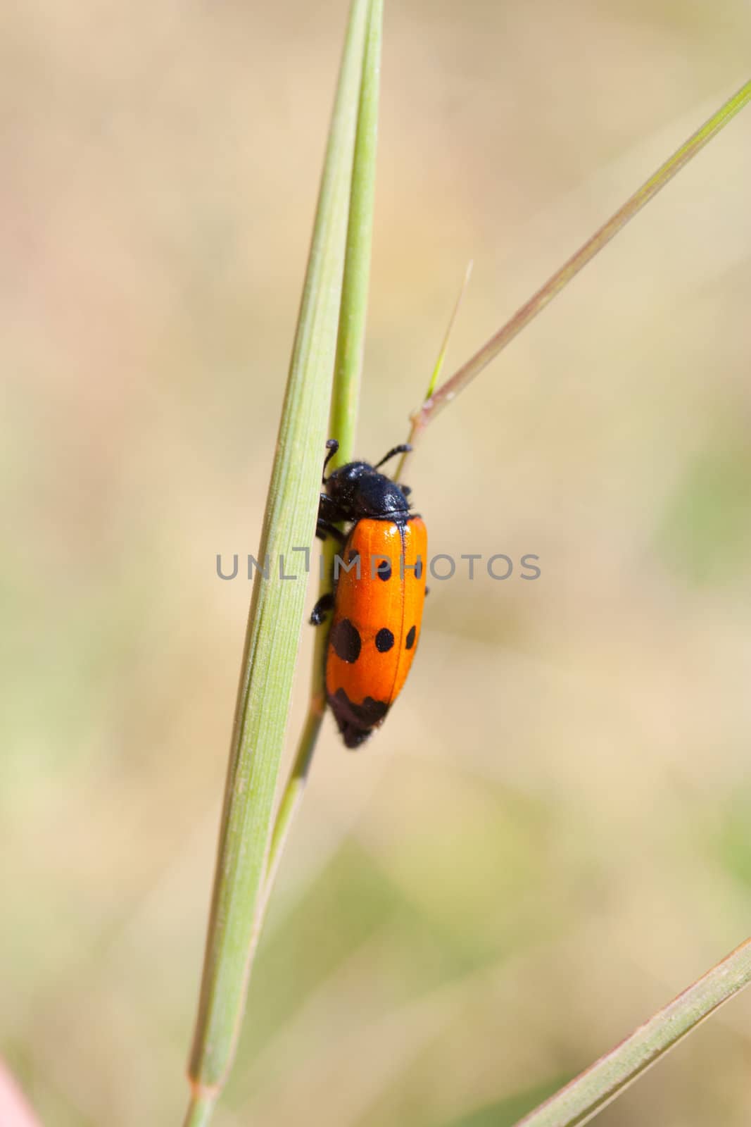 ladybug on grass  by schankz