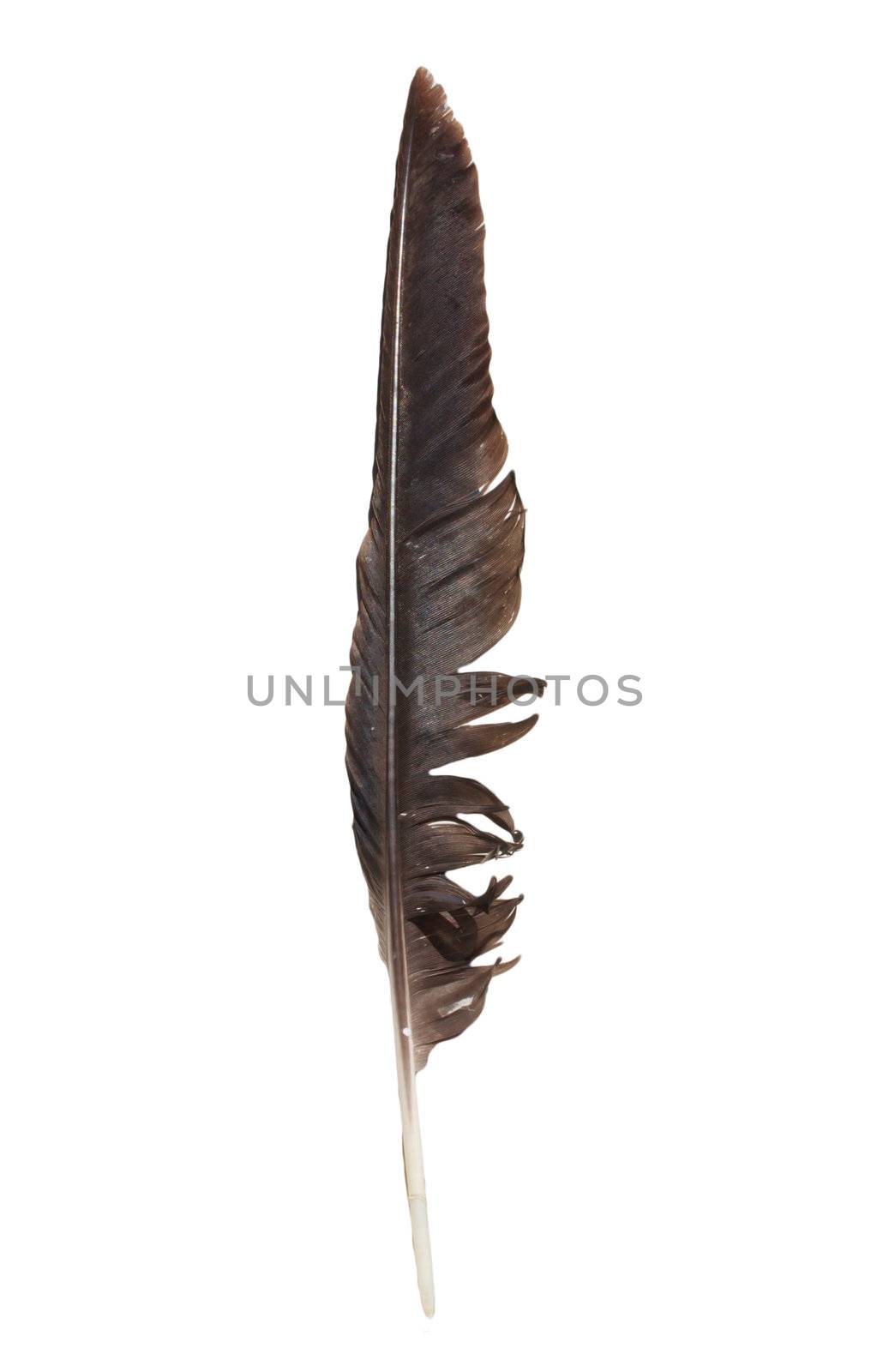 crow feather on a white background by schankz