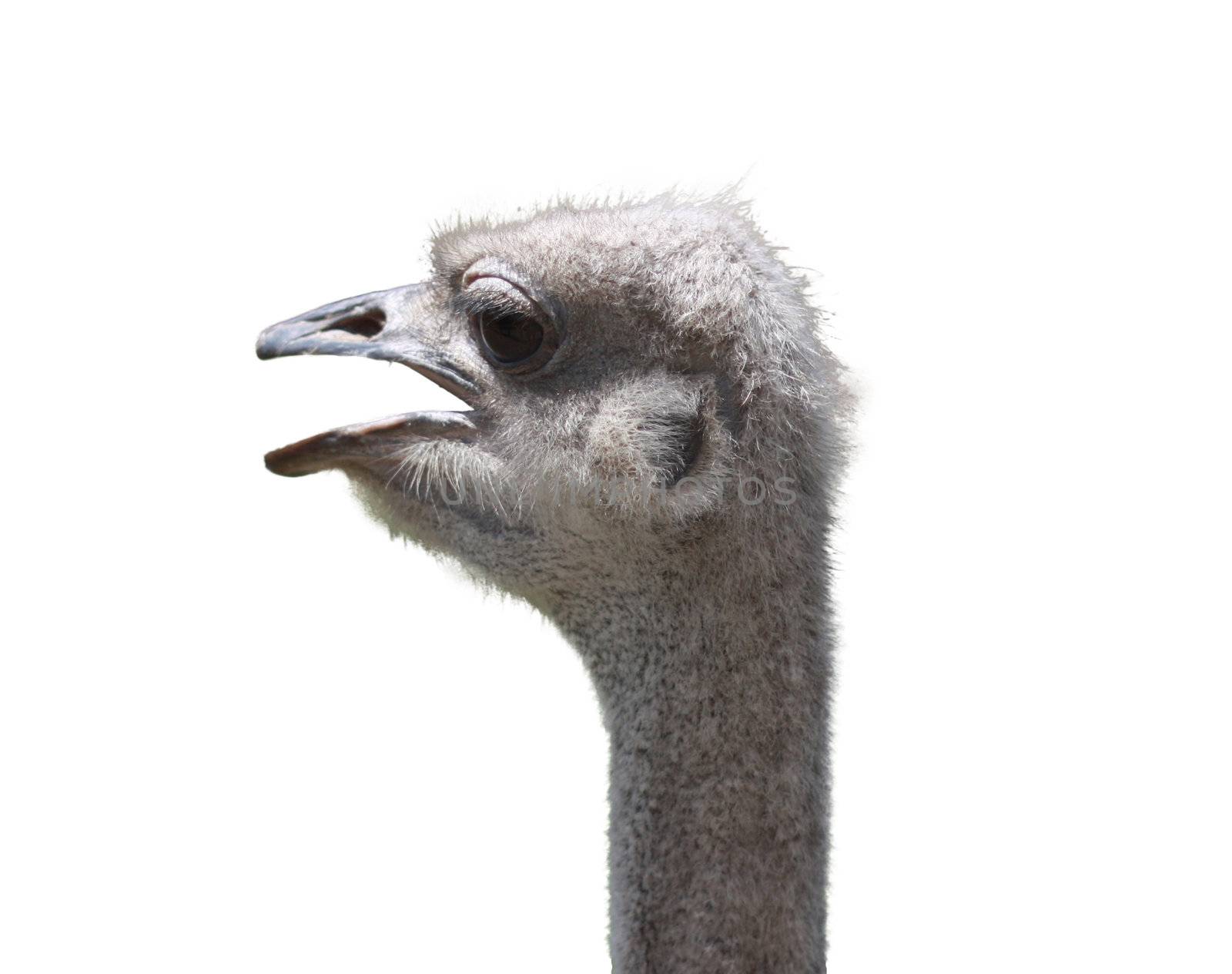 ostrich 