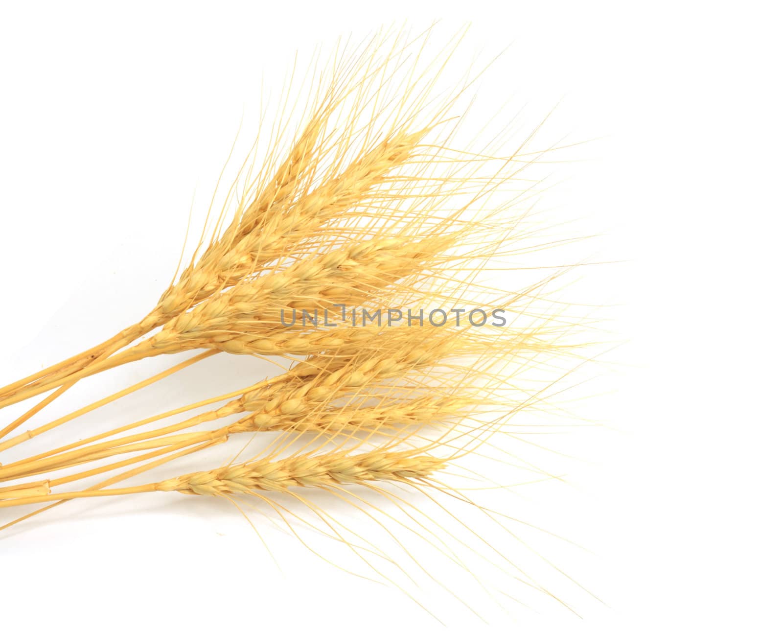 Wheat ears  by schankz
