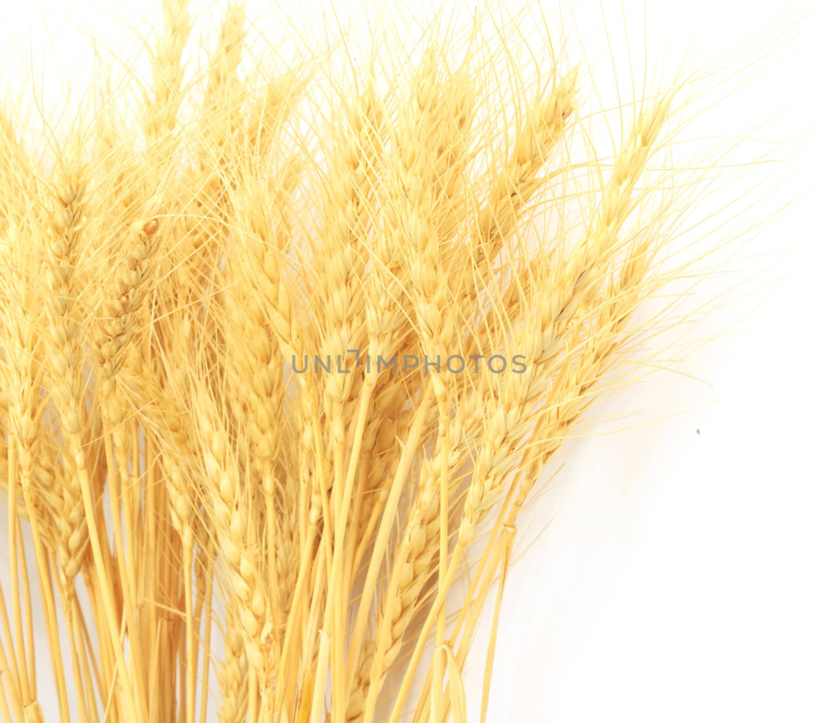 wheat grass isolated over white background  by schankz