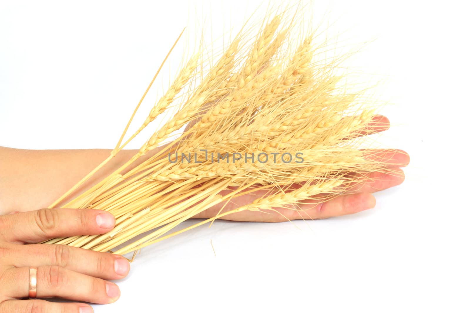 wheat in the hands of by schankz