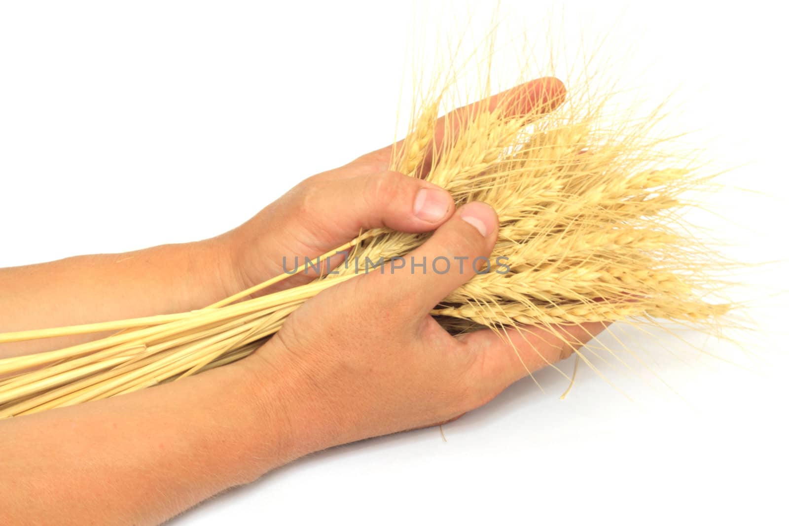 wheat in the hands of by schankz