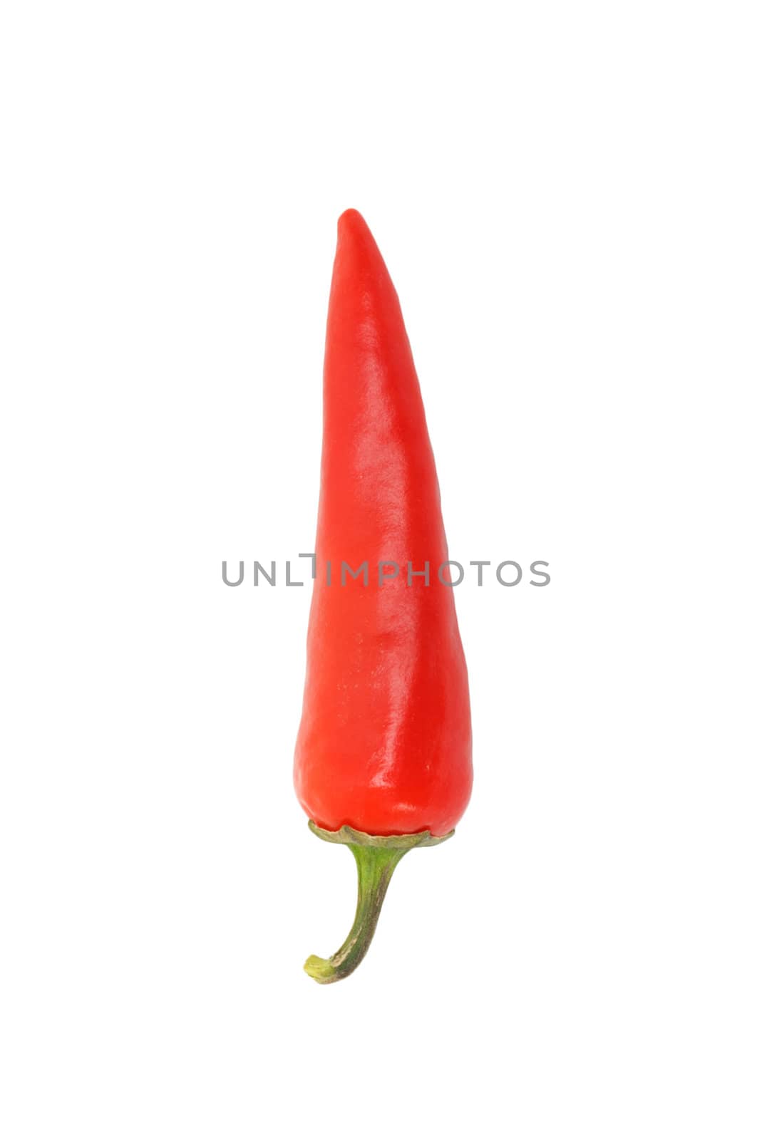 red hot chili pepper isolated on a white background  by schankz