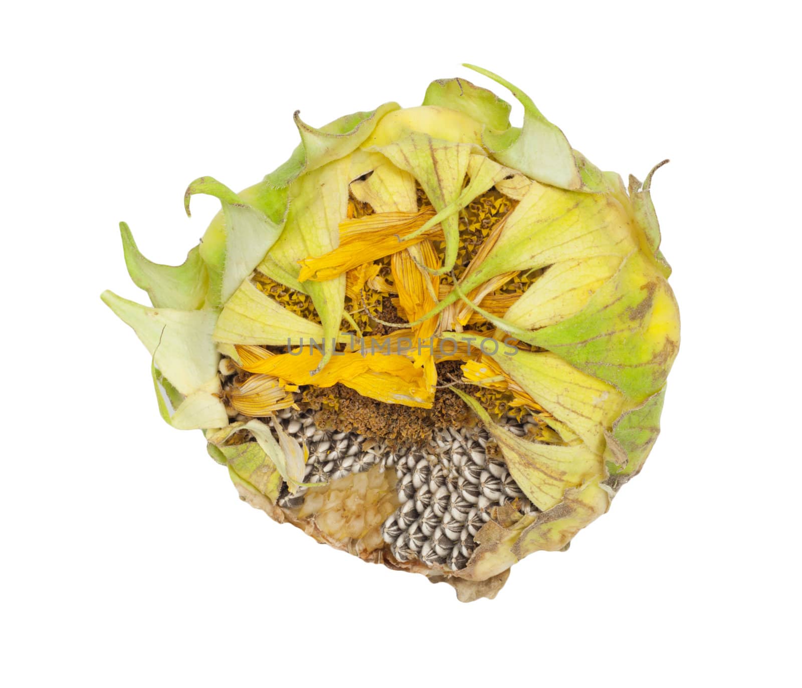 sunflower on white background