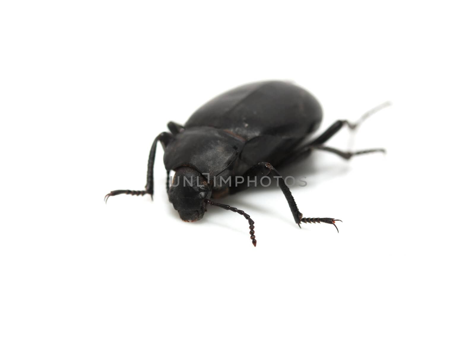 ground beetle 