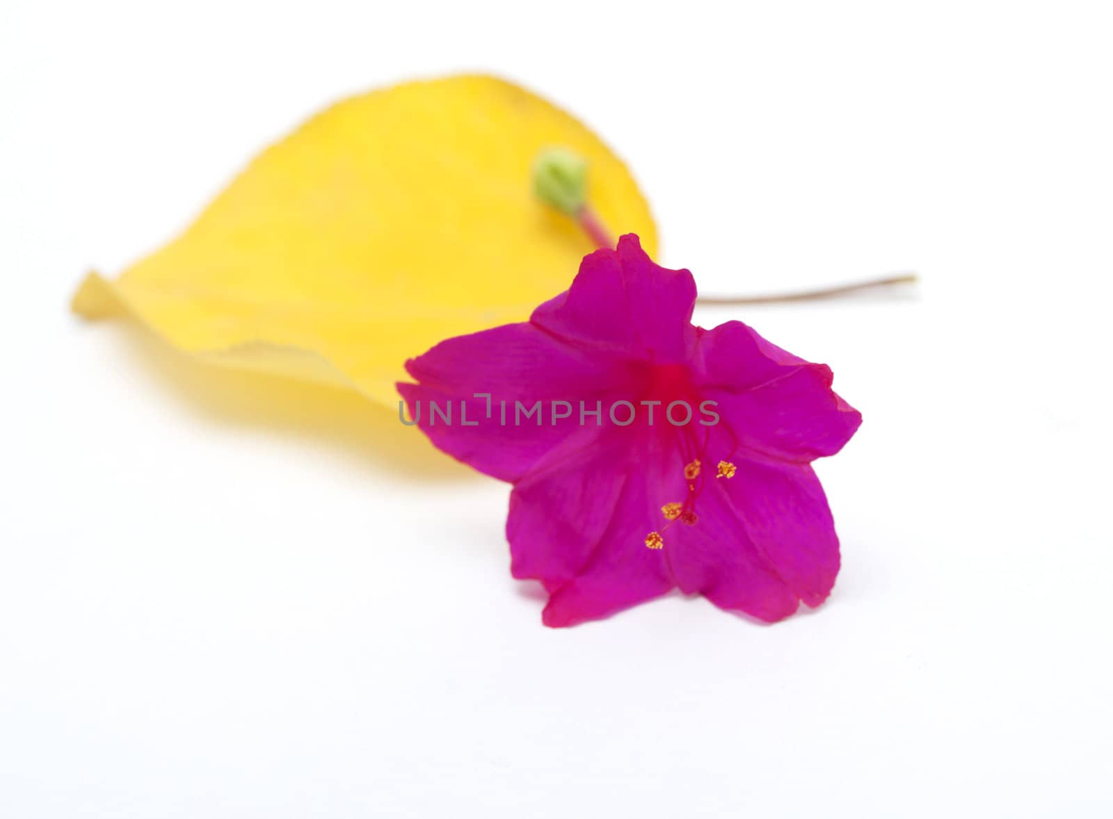 red flower and yellow leaf