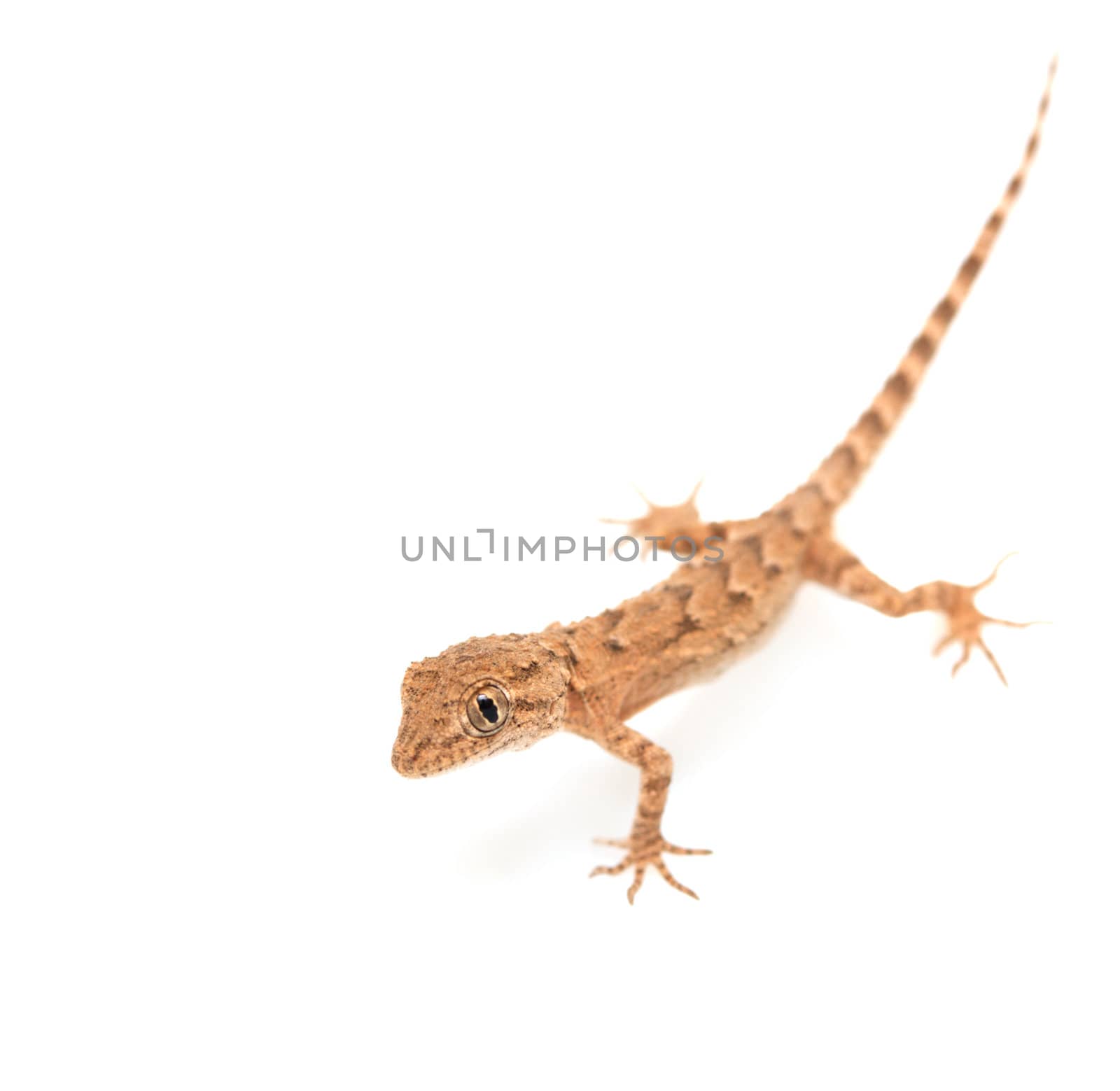 brown spotted gecko reptile isolated on white 