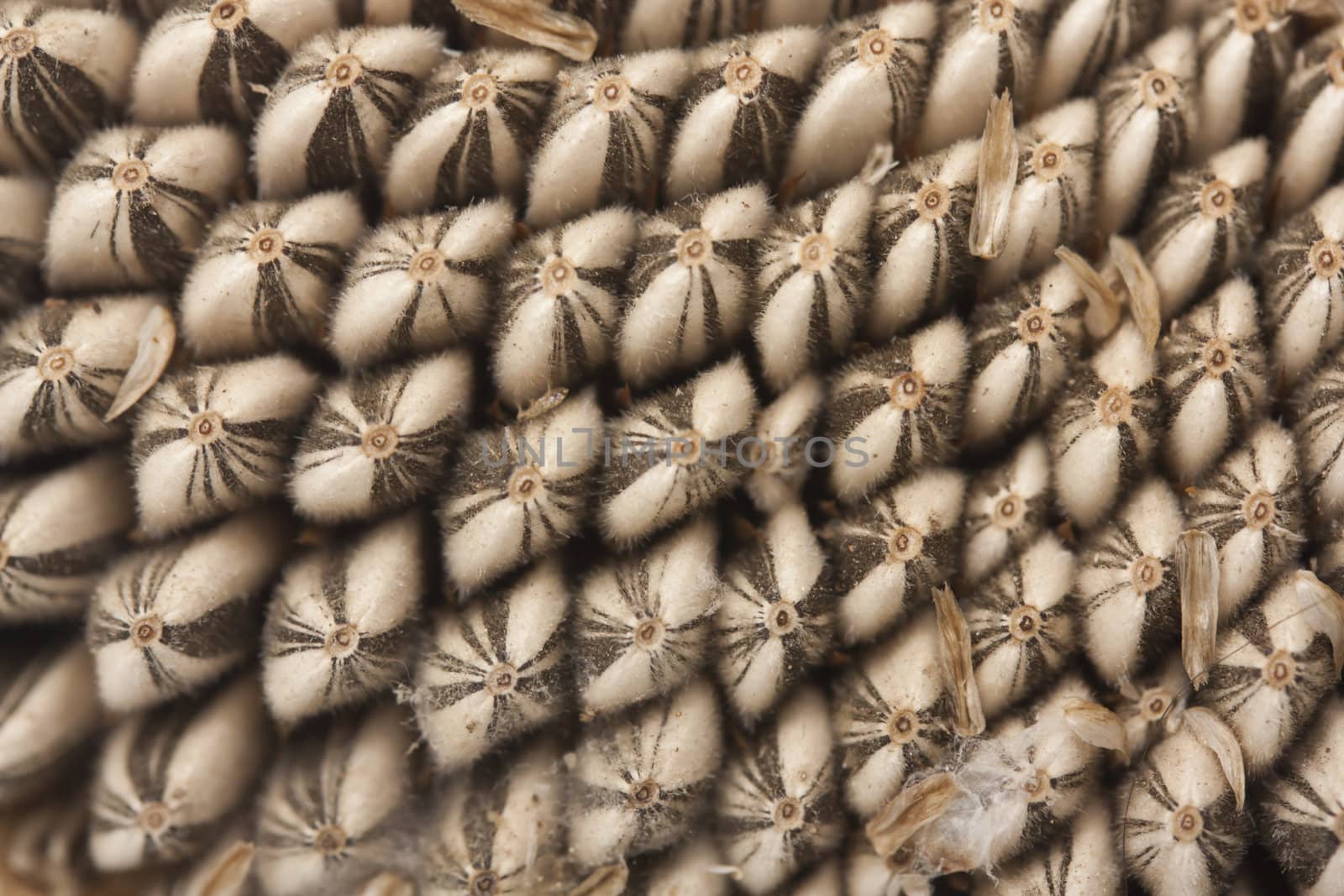 Sunflower seed pattern 