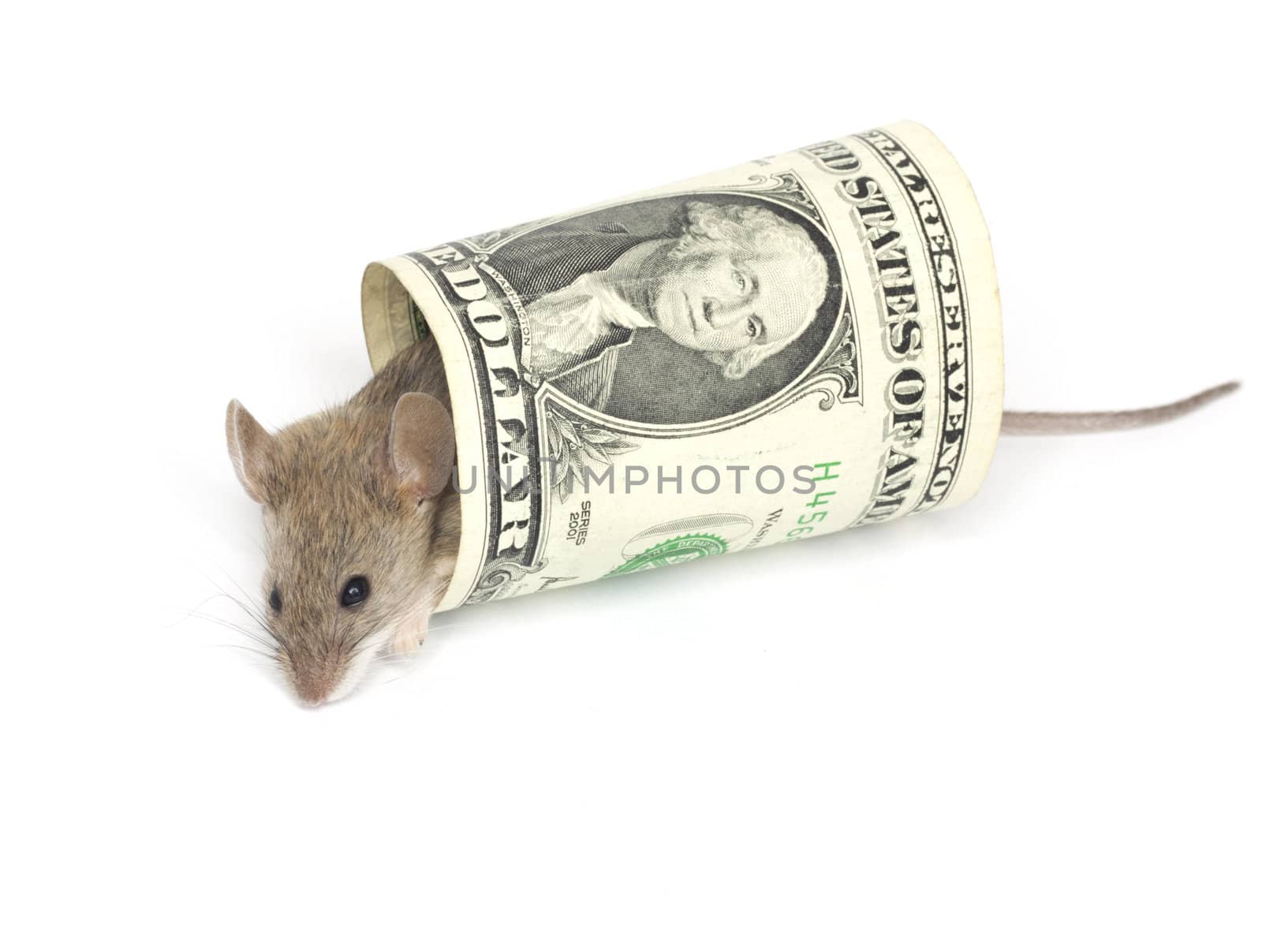 mouse and the dollar on a white background