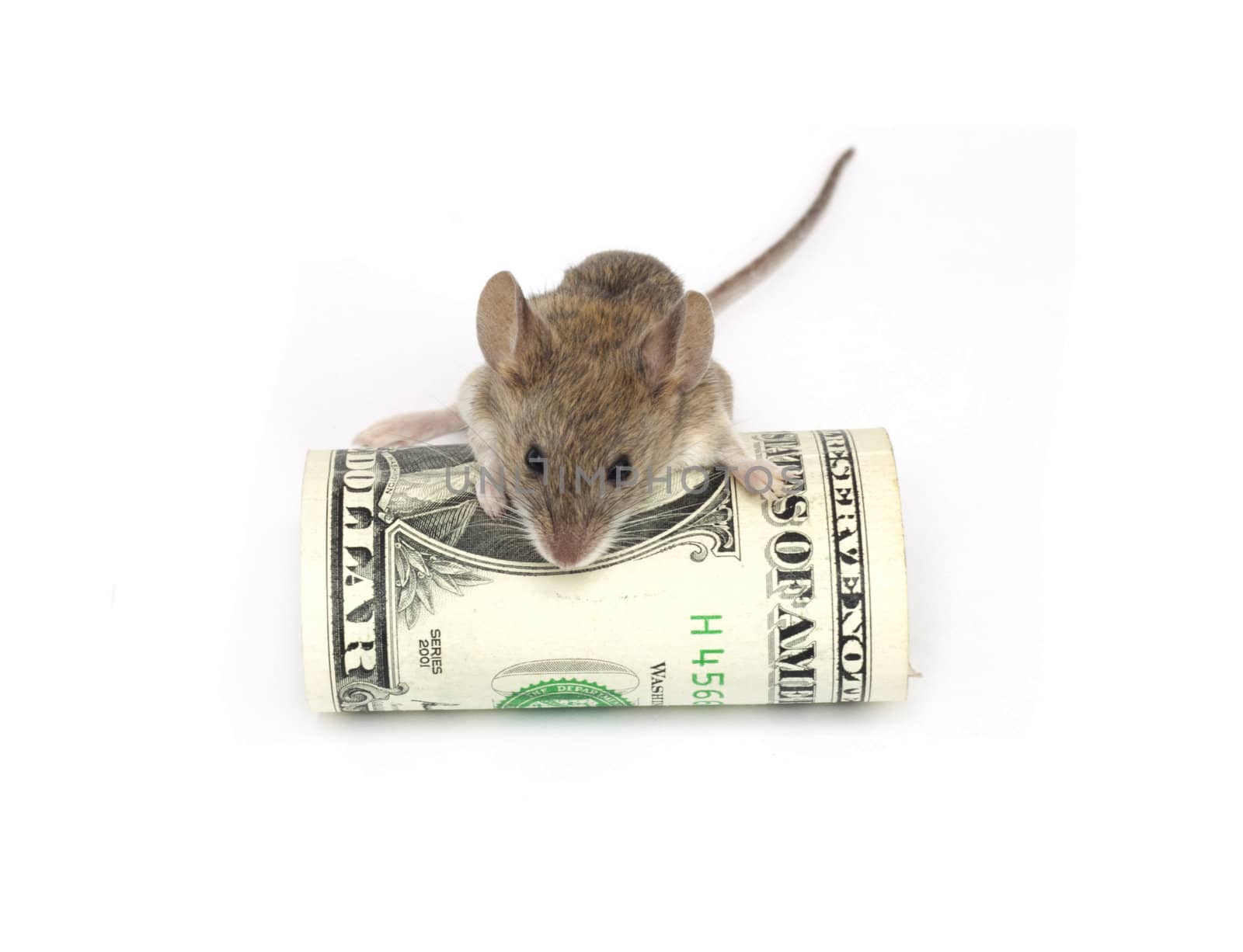 mouse and the dollar on a white background by schankz