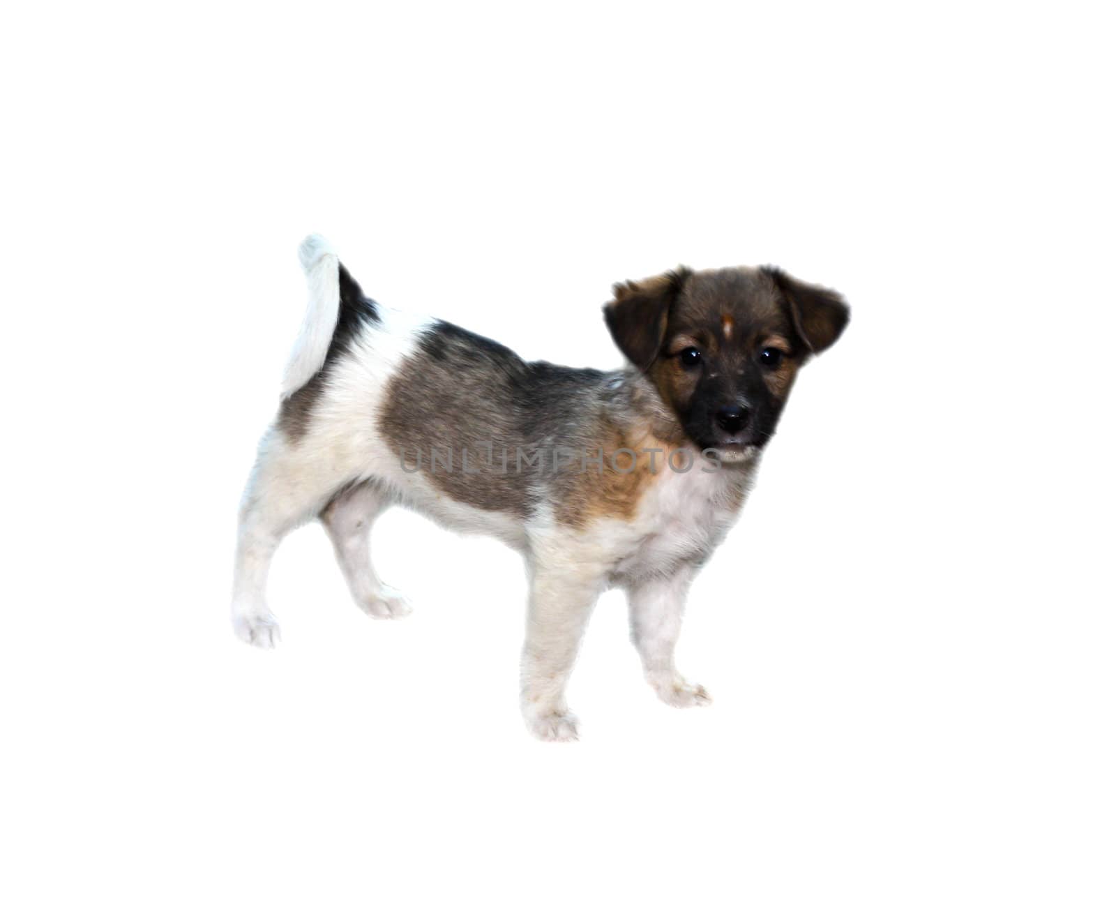 puppy on white