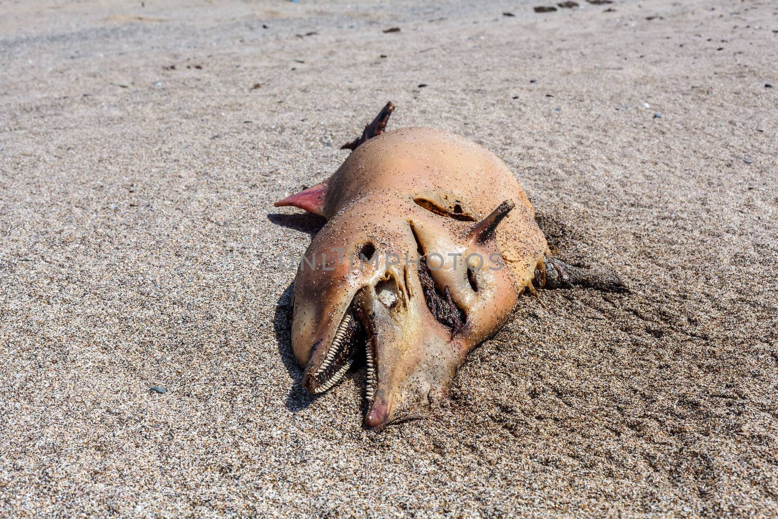Dead Bottlenose dolphin  lies on the coast by fogen