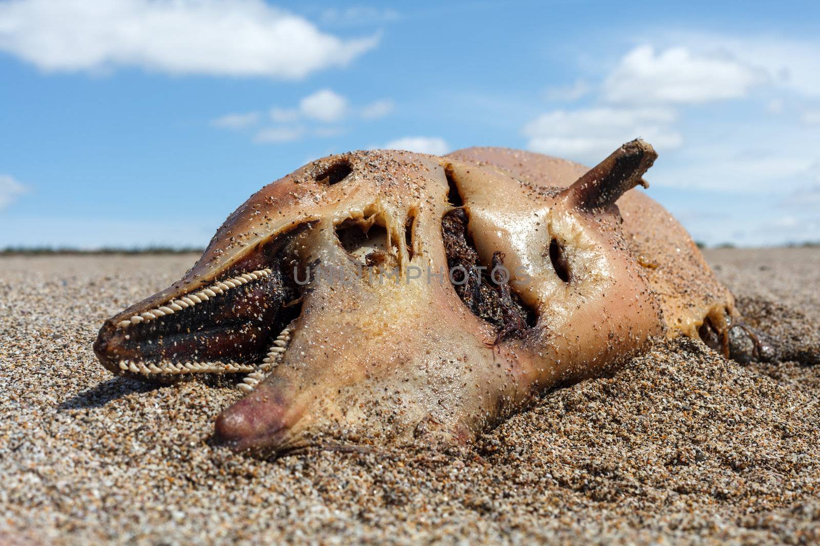 Dead dolphin  lies on the coast by fogen
