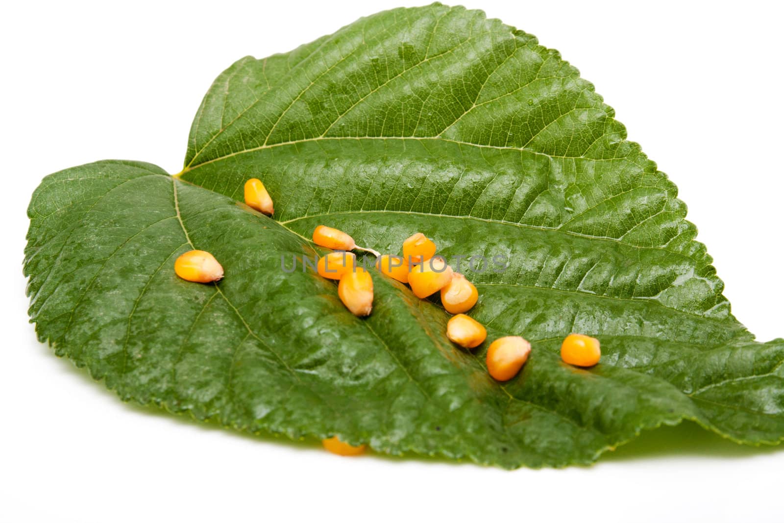 corn on the green leaf