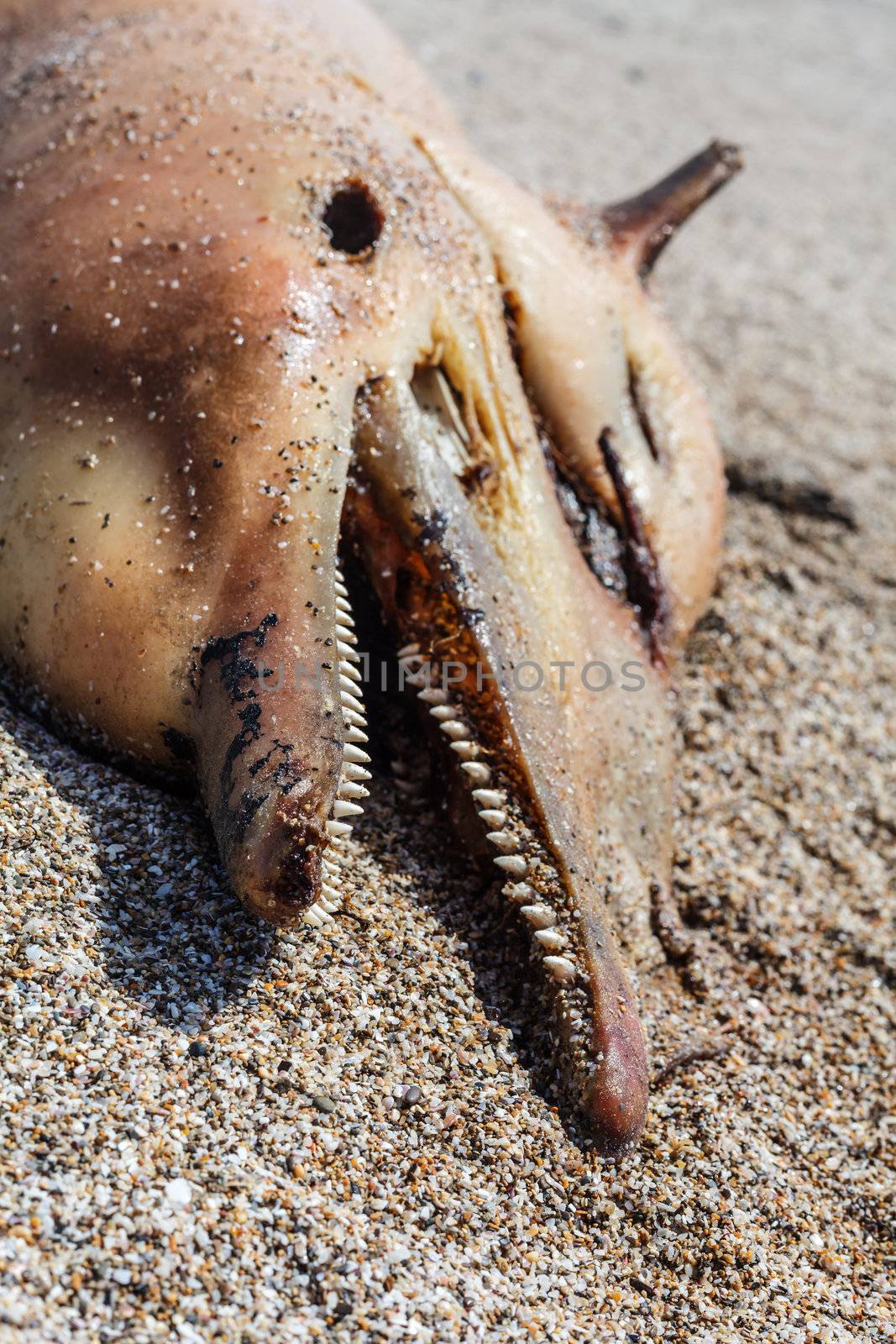 The victim Bottlenose dolphin lies on the coast