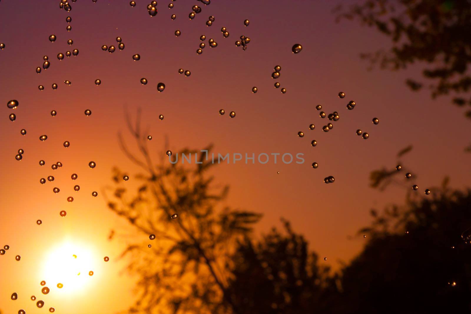 drops in the sky as a backdrop. sunset
