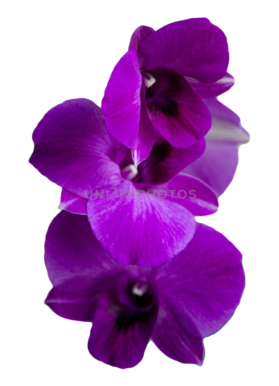 Purple orchid isolated by khellon