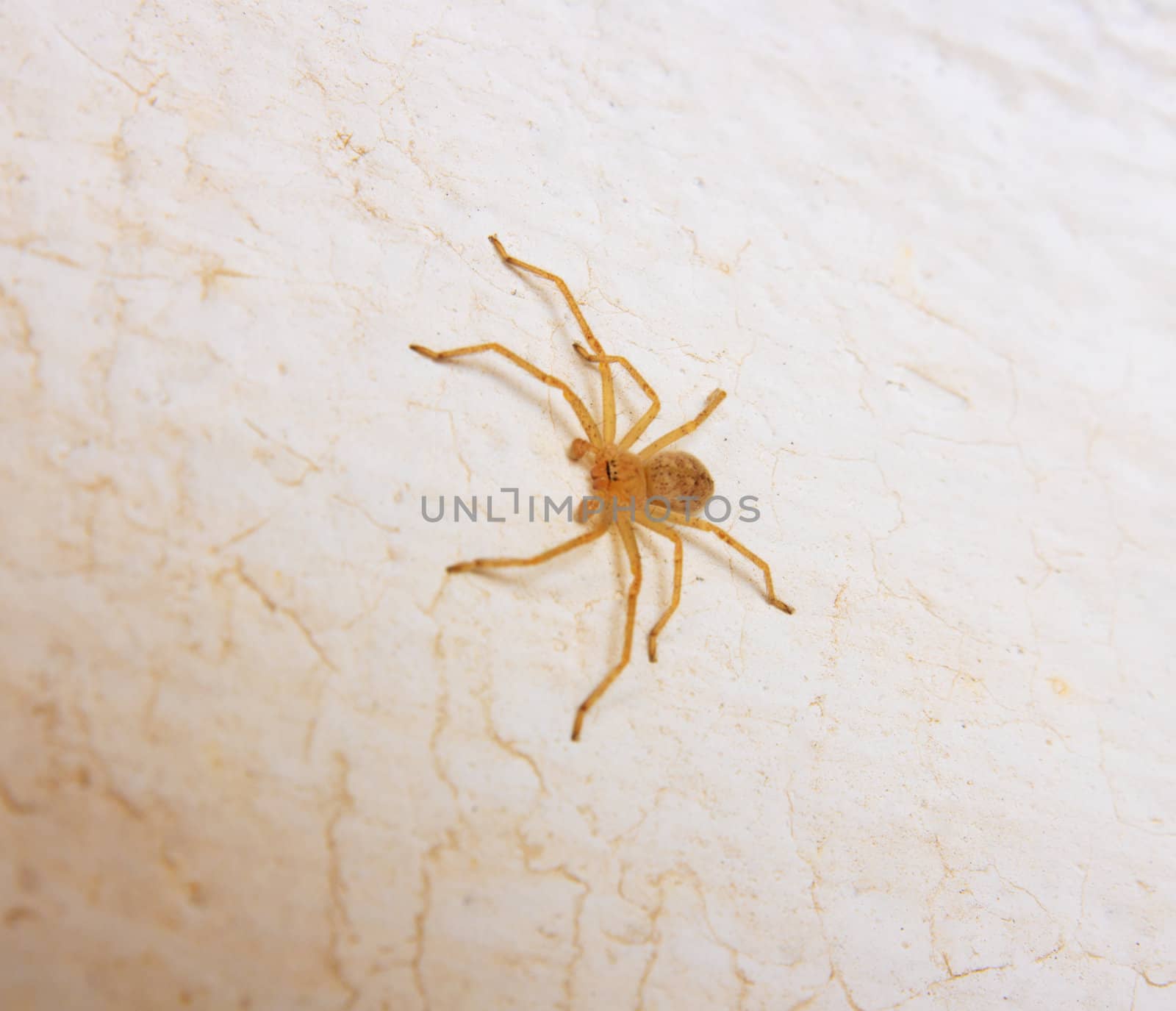yellow spider