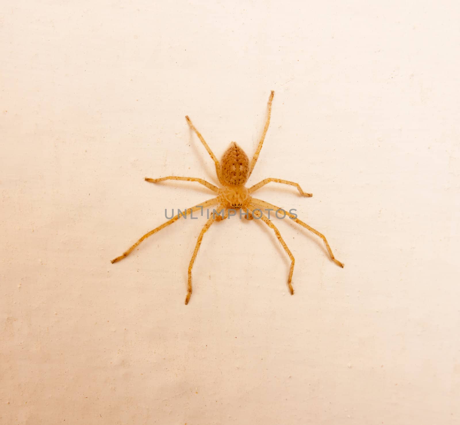 yellow spider
