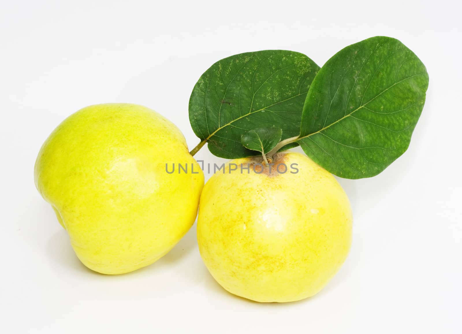 Quince on a white background  by schankz