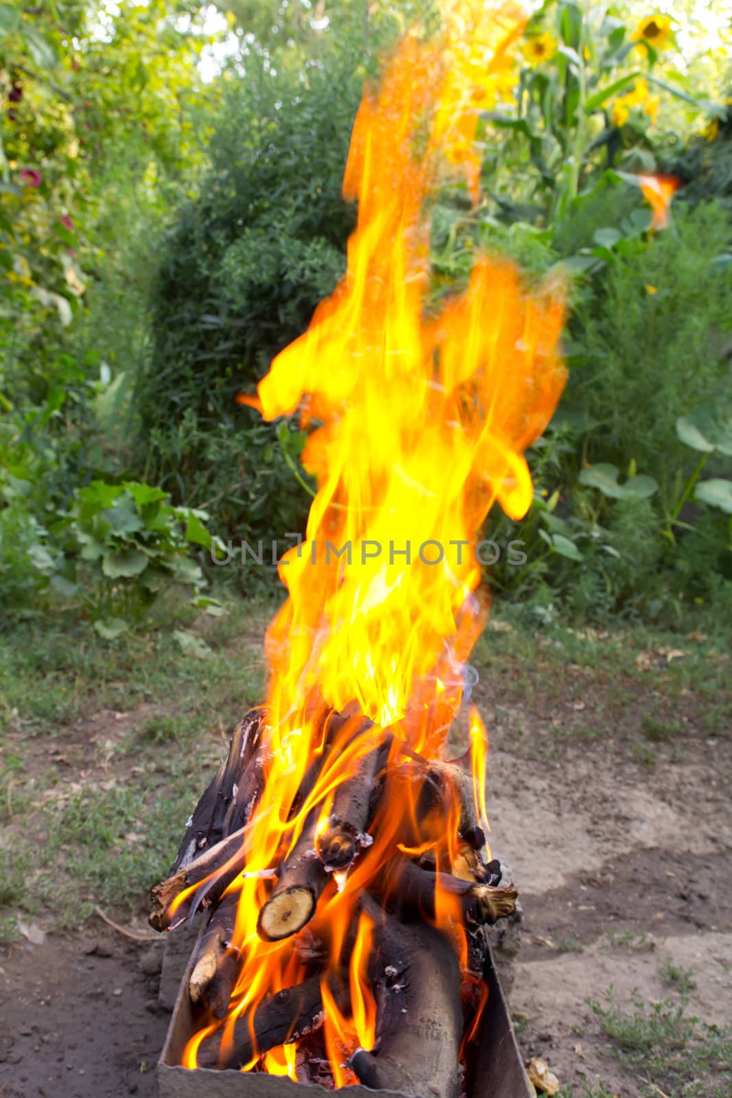 fire in a brazier on the background of green forest  by schankz