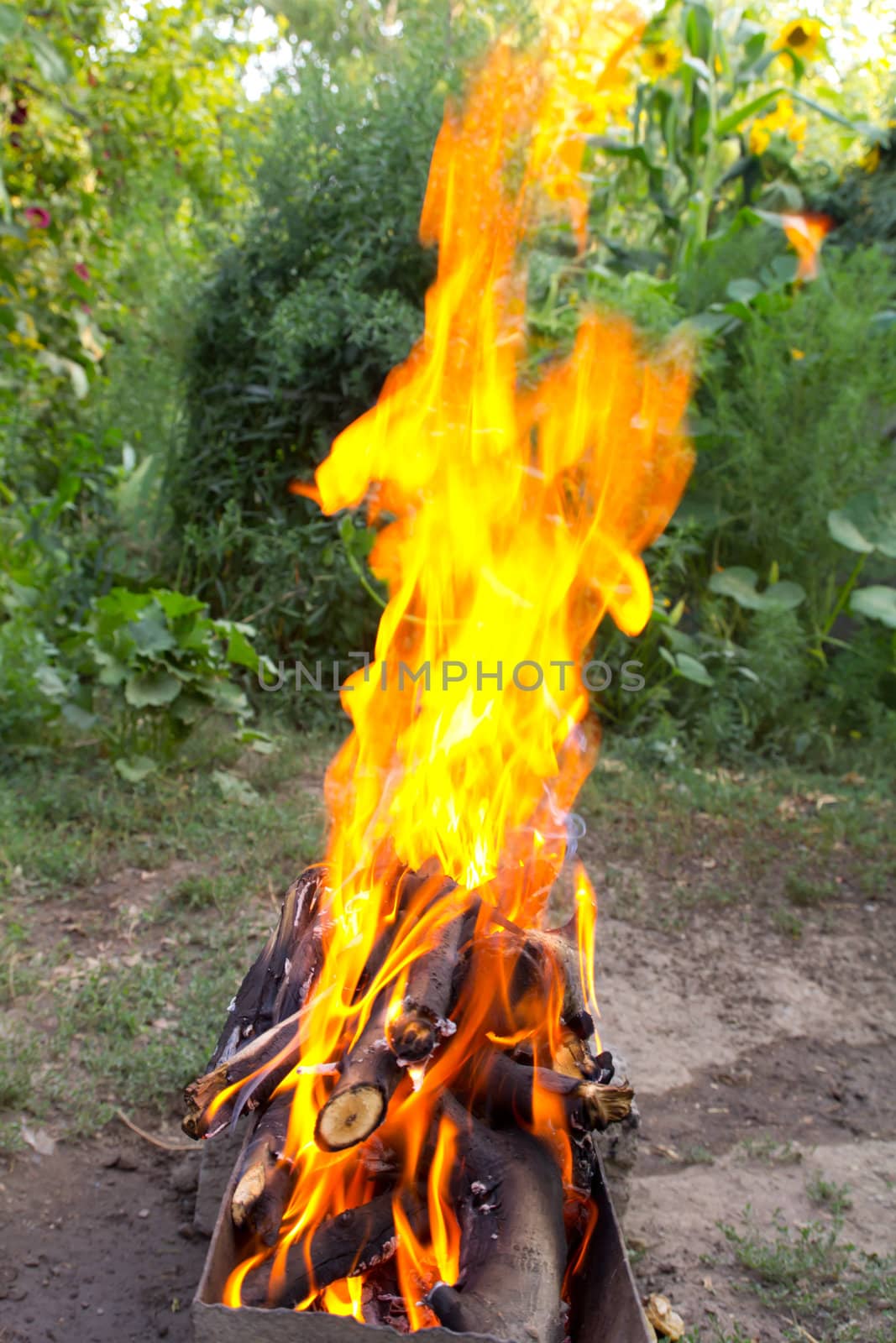 fire in a brazier on the background of green forest 