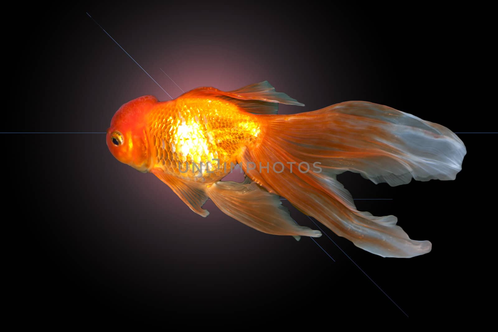 A beautiful, graceful goldfish swimming in the water 