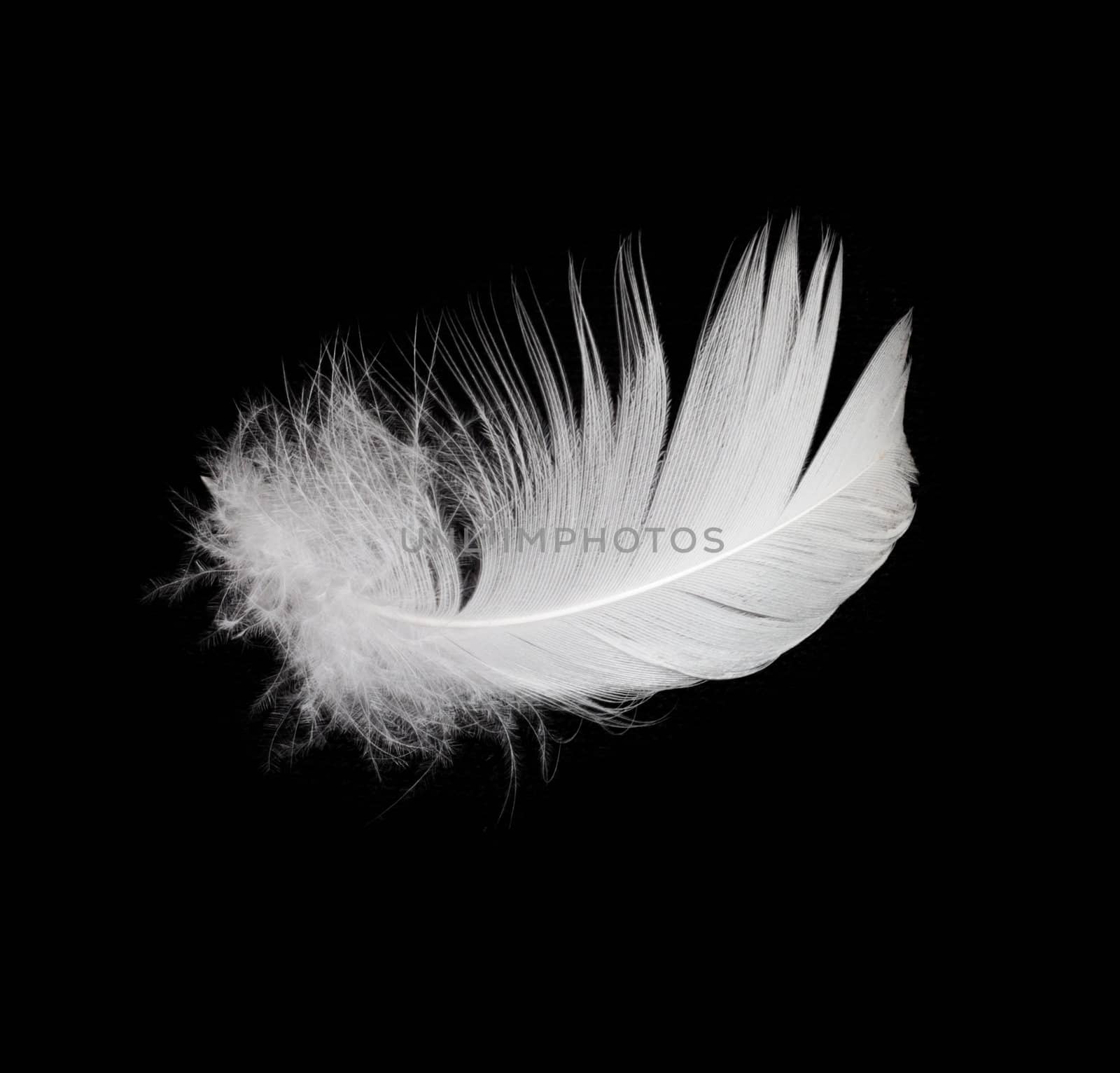 White feather isolated on white background 