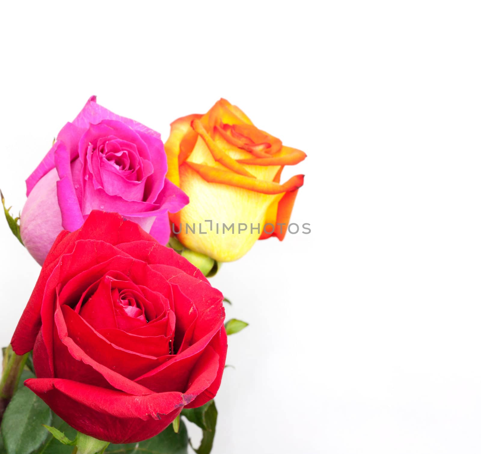 Beautiful three roses on white background with space for copy. 